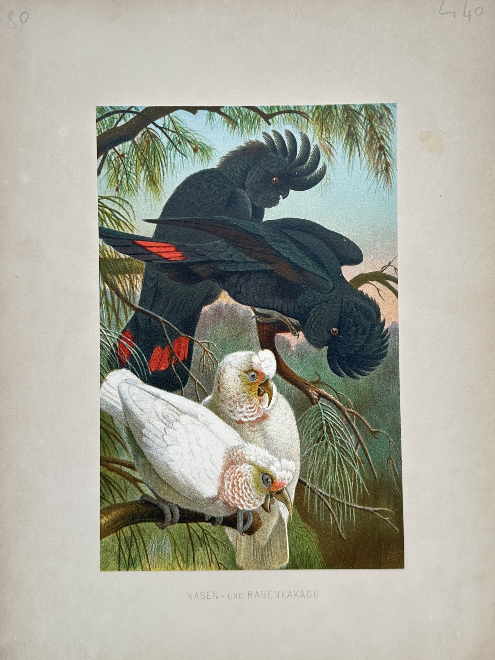 Friedrich Wilhelm Kuhnert (1865–1926) – Studies of Cockatoos – Chromolithograph (1895): Nasen- und Rabenkakadu This chromolithograph presents a detailed natural history study of cockatoos showcasing two black red-tailed cockatoos and two white slender-billed cockatoos perched among the b