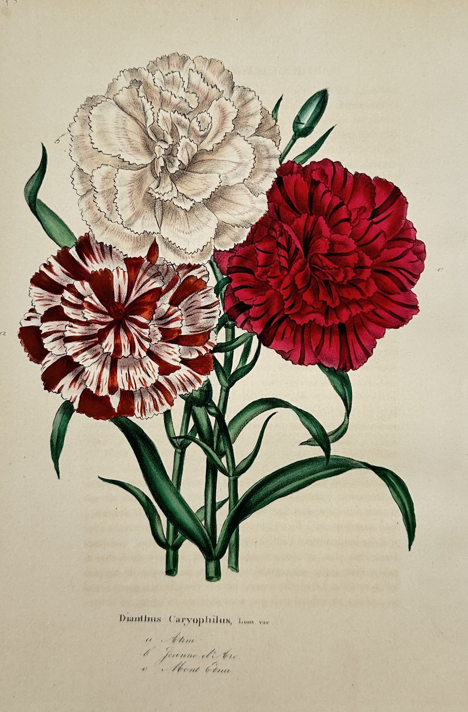Charles Morren – Studies of Carnations – Chromolithograph (1850) (1 of 2)