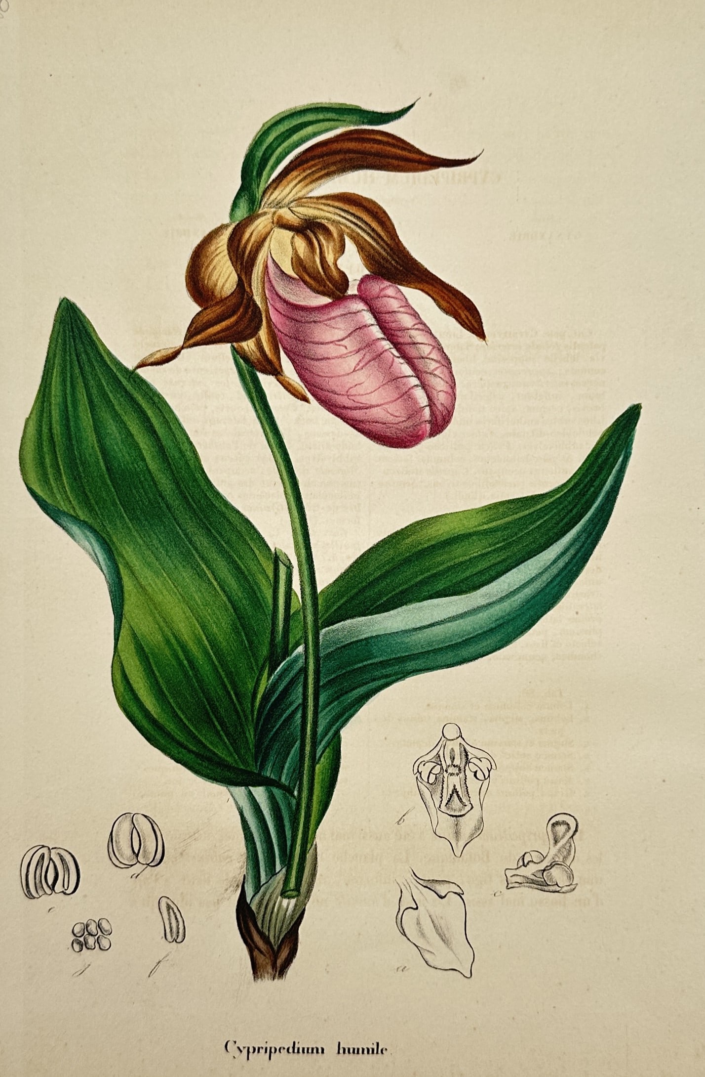 Charles Morren – Botanical Study of a Lady's Slipper Orchid – Chromolithograph (1850) (1 of 2)