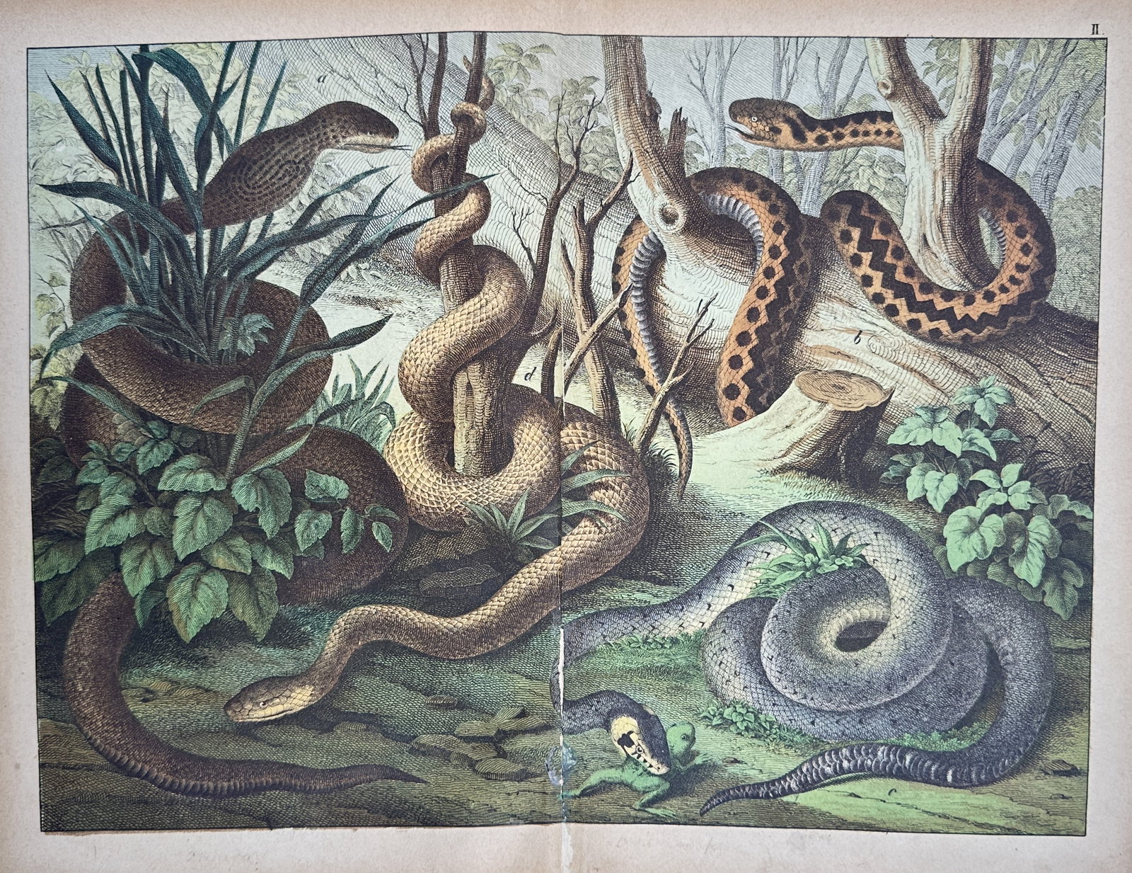 Jakob Ferdinand Schreiber – Natural History Study of Snakes – Chromolithograph (1885) (1 of 2)