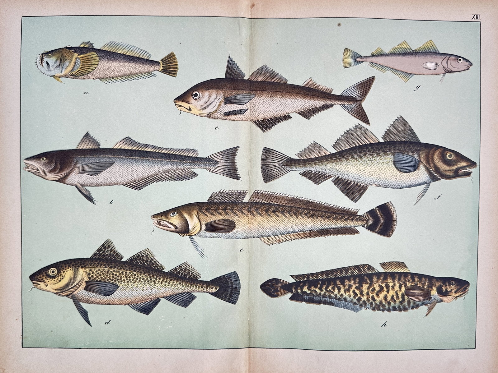Jakob Ferdinand Schreiber – Natural History Study of Fish – Chromolithograph (1885) (1 of 2)