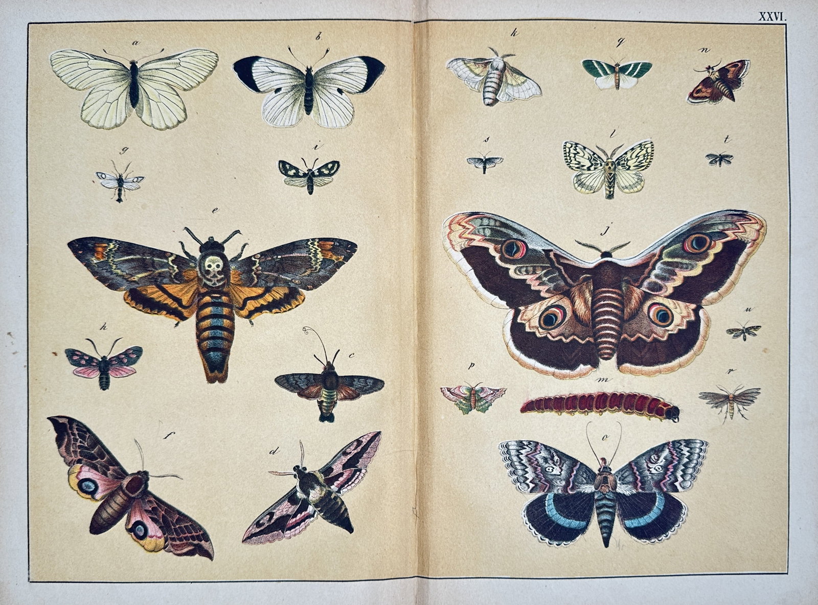 Jakob Ferdinand Schreiber – Natural History Study of Butterflies and Moths – Chromolithograph (1 of 2)