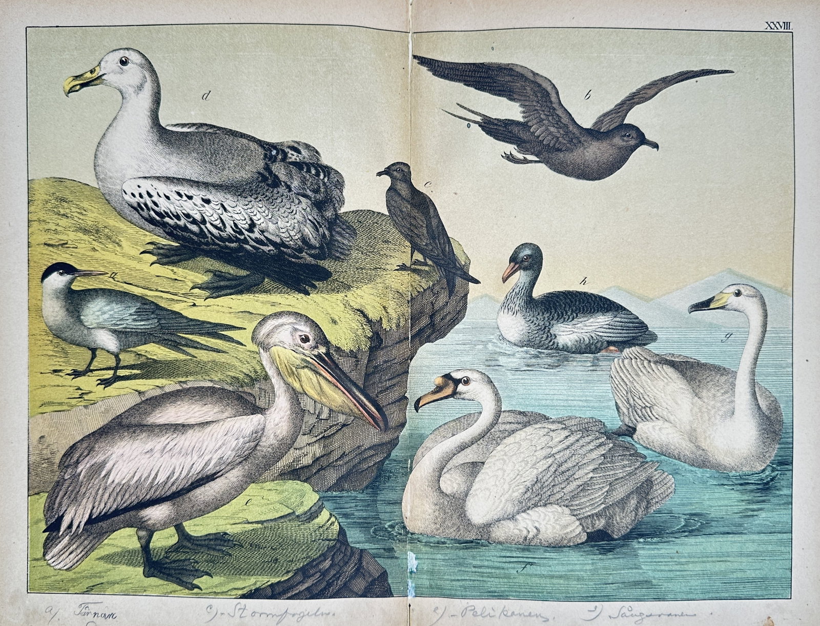 Jakob Ferdinand Schreiber – Natural History Study of Water Birds – Chromolithograph (1885) (1 of 2)