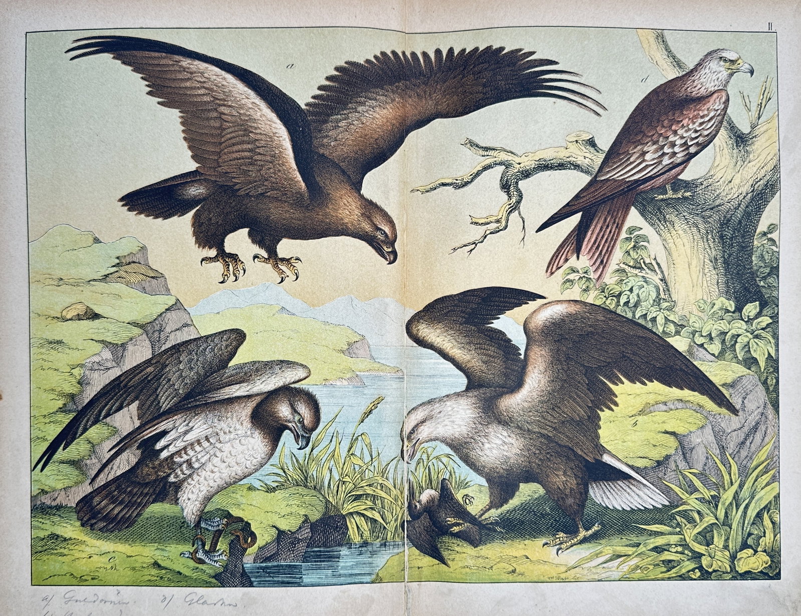 Jakob Ferdinand Schreiber – Natural History Study of Birds of Prey – Chromolithograph (1885) (1 of 2)