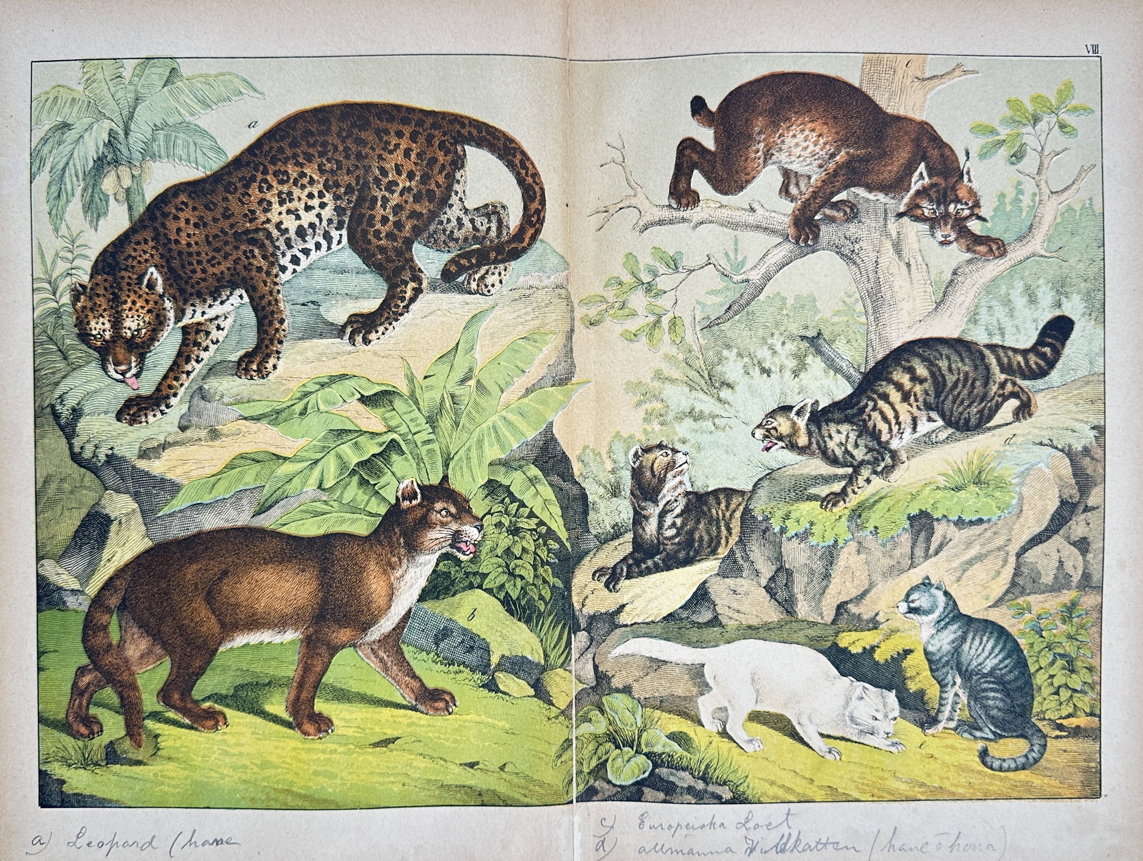 Jakob Ferdinand Schreiber – Natural History Study of Felines – Chromolithograph (1885) (1 of 2)