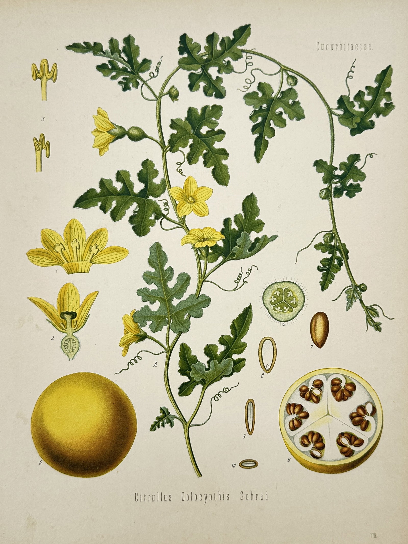 Franz Eugen Köhler – Botanical Study of Citrullus Colocynthis – Chromolithograph (1887) (1 of 2)