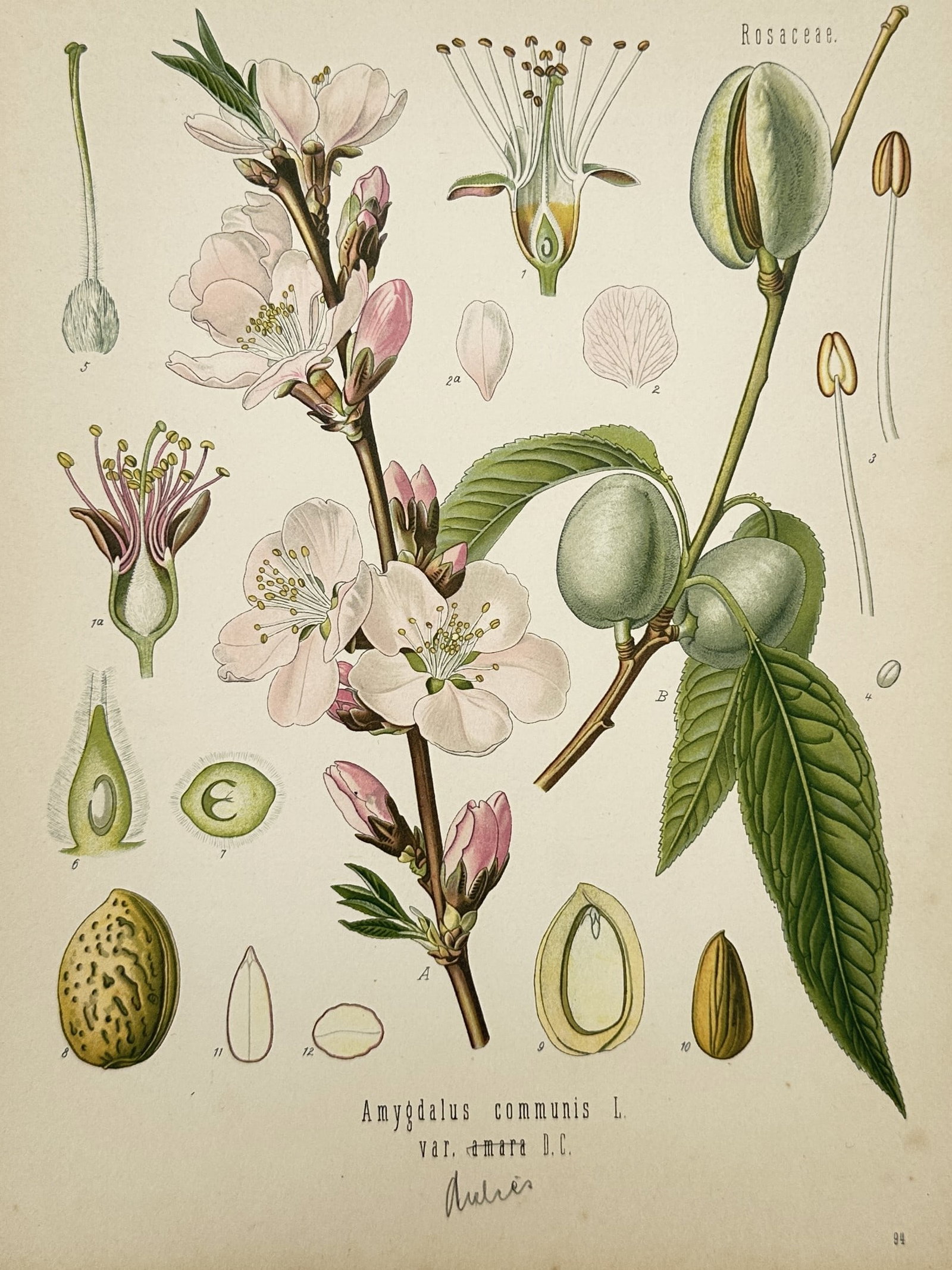 Franz Eugen Köhler – Botanical Study of Amygdalus Communis – Chromolithograph (1887) (1 of 2)