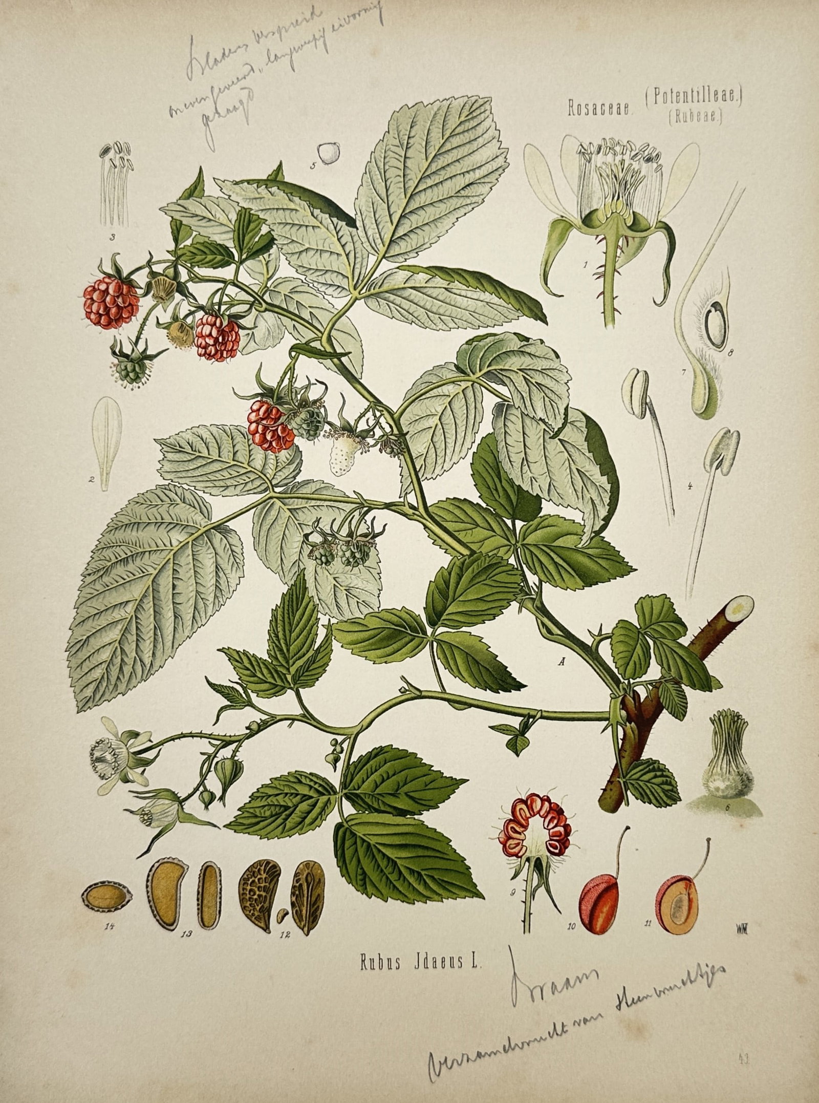 Franz Eugen Köhler – Botanical Study of Rubus Idaeus – Chromolithograph (1887) (1 of 2)