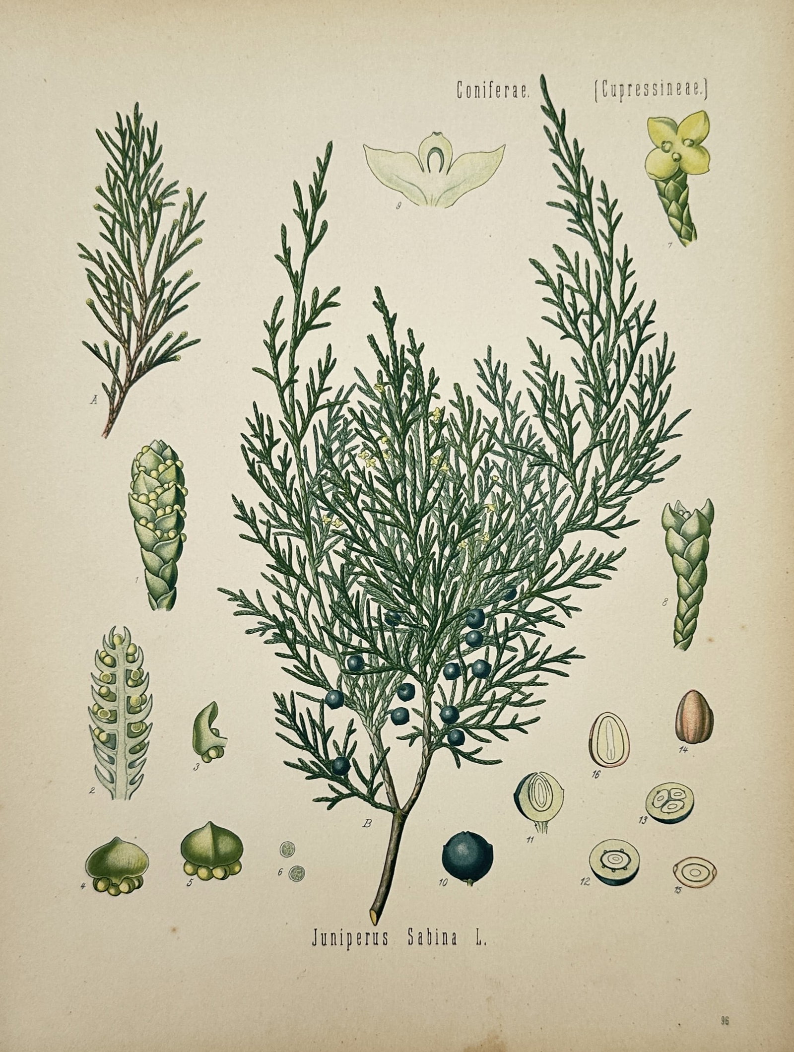 Franz Eugen Köhler – Botanical Study of Juniperus Sabina – Chromolithograph (1887) (1 of 2)