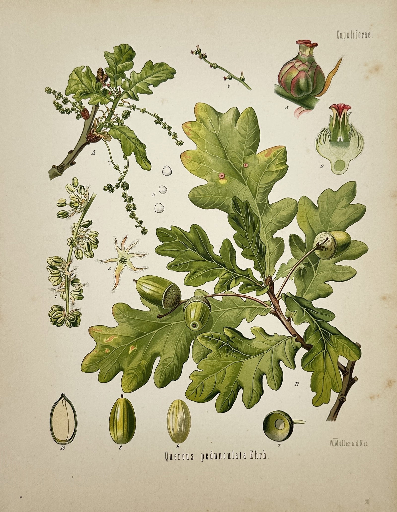 Franz Eugen Köhler – Botanical Study of Quercus Pedunculata – Chromolithograph (1887) (1 of 2)
