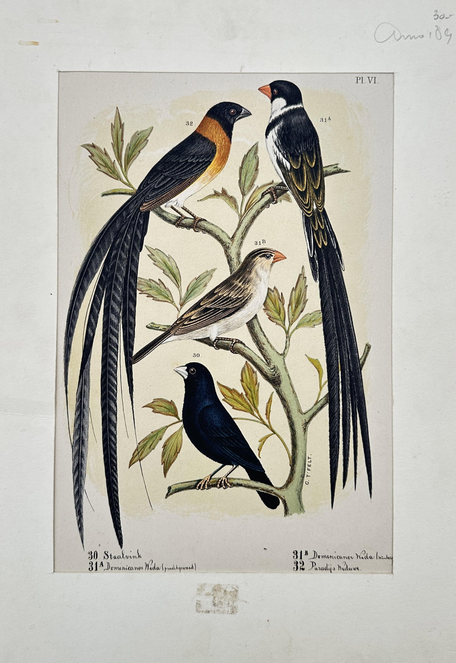 Antoon Nuyens (1843–1893) – Ornithological Study of Whydahs and Finches – Chromolithograph (1 of 2)