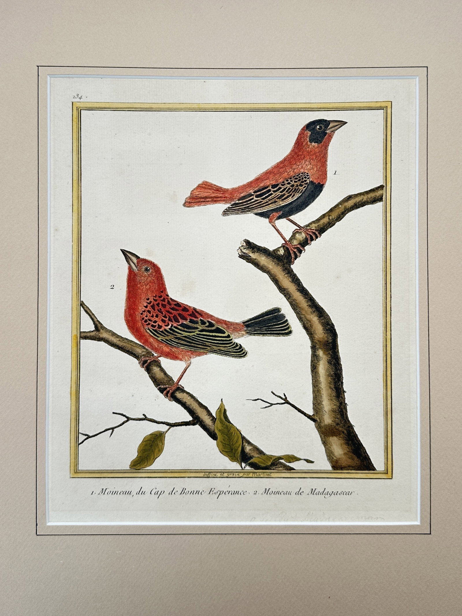 François-Nicolas Martinet (1731–1800) – Ornithological Study of Foudias – Hand-coloured (1 of 2)