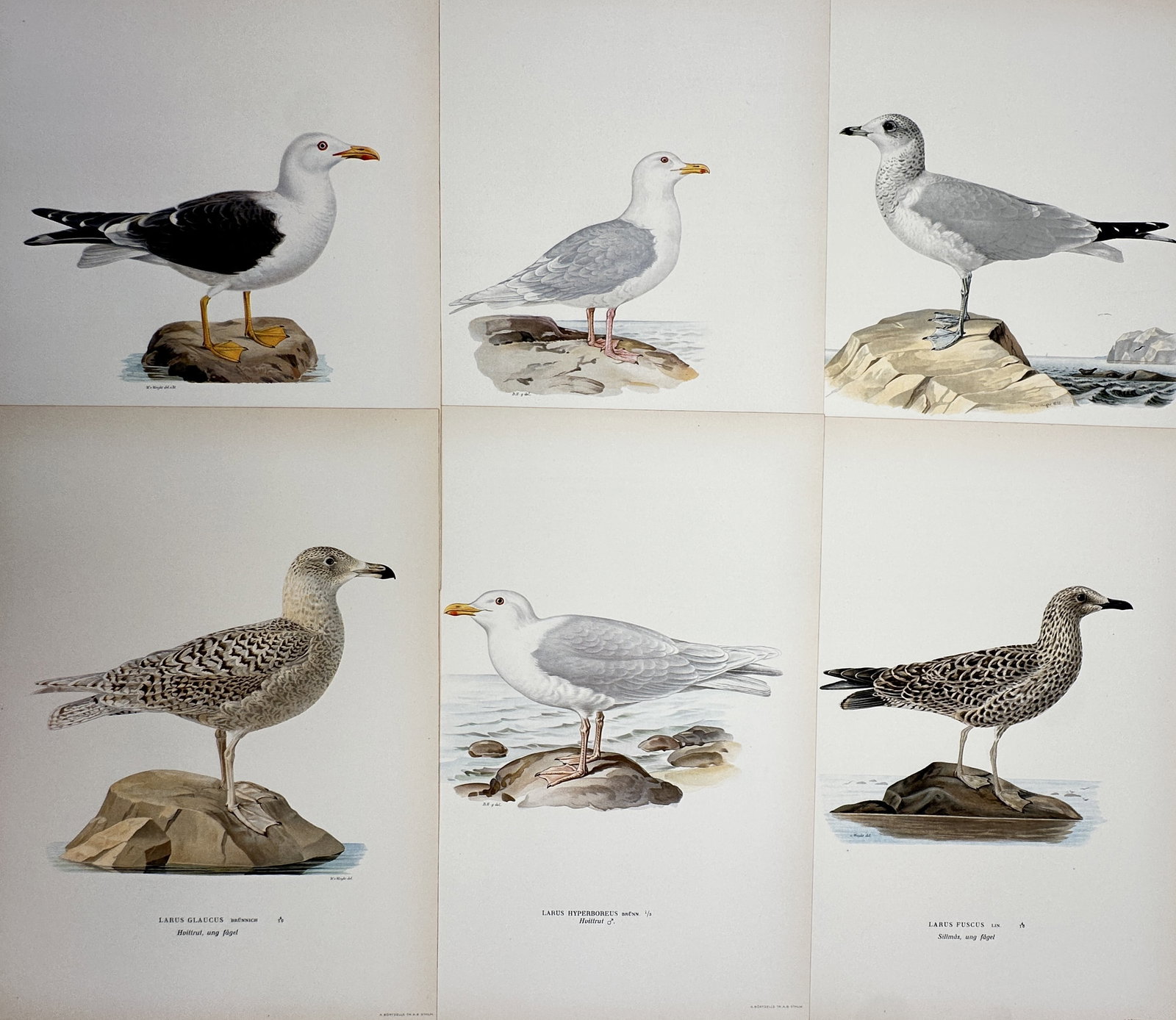 Magnus von Wright – Set of 6: Studies of Gulls – Chromolithograph (1920) (1 of 2)