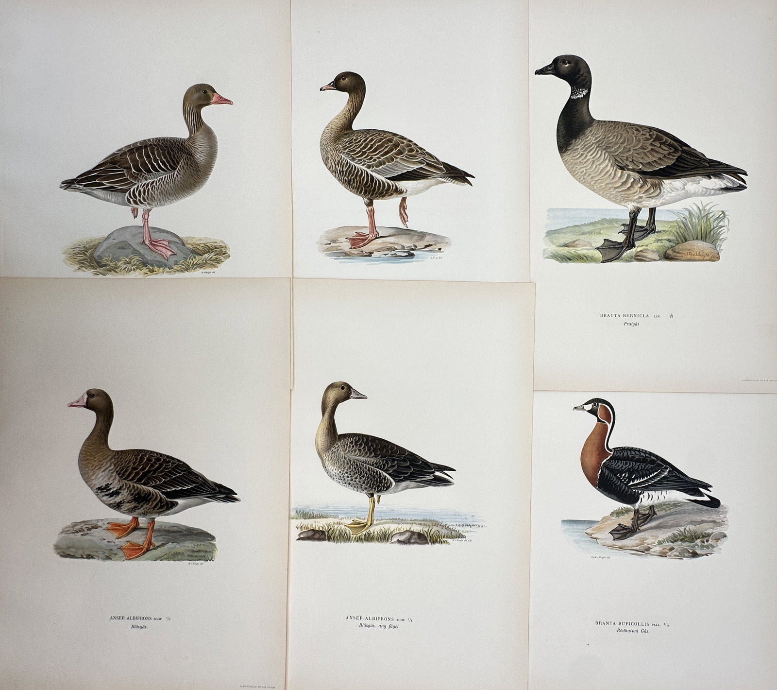 Magnus von Wright – Set of 6: Studies of Geese – Chromolithograph (1920) (1 of 2)
