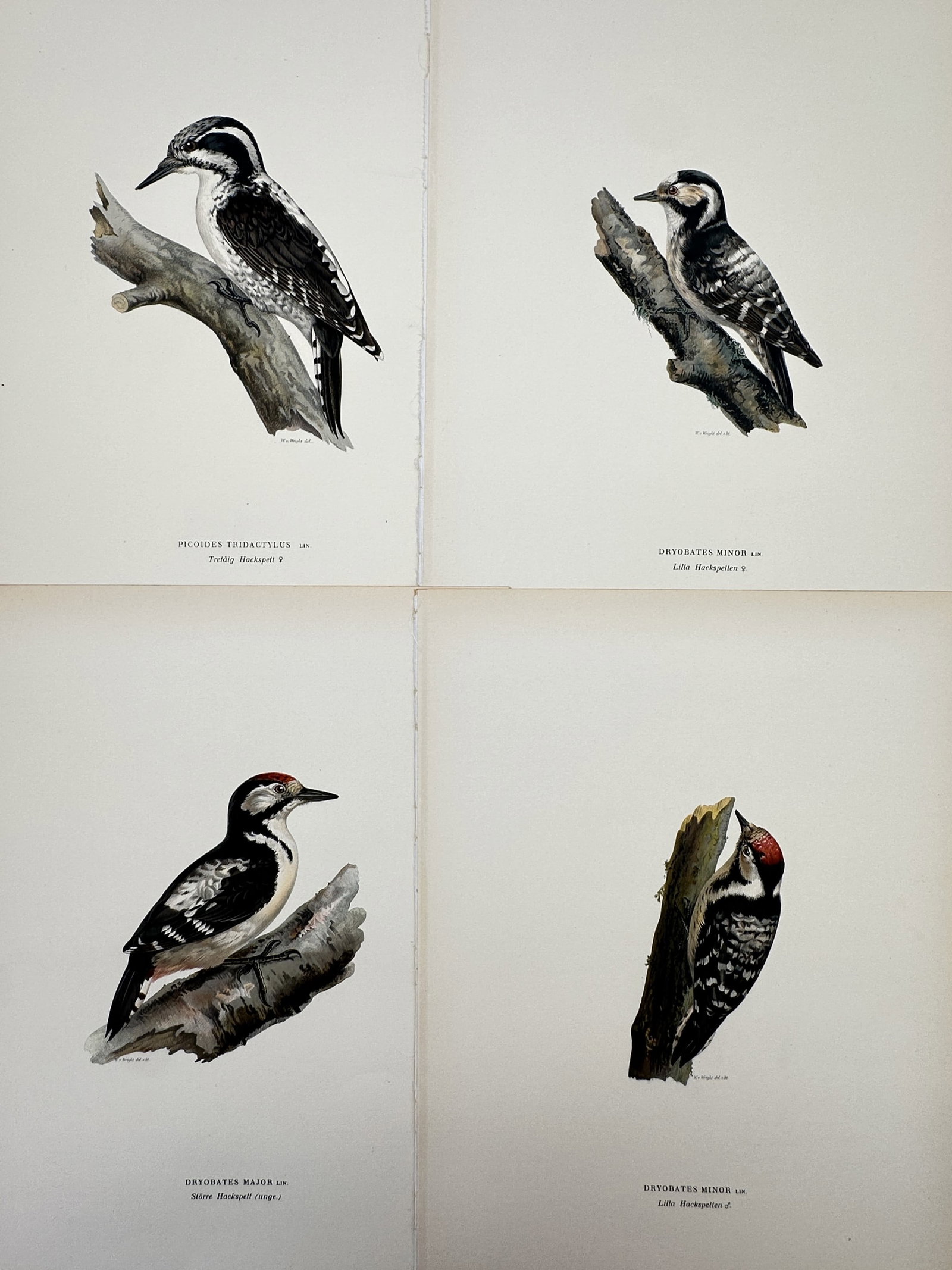 Magnus von Wright – Set of 4: Studies of Woodpeckers – Chromolithograph (1920) (1 of 2)