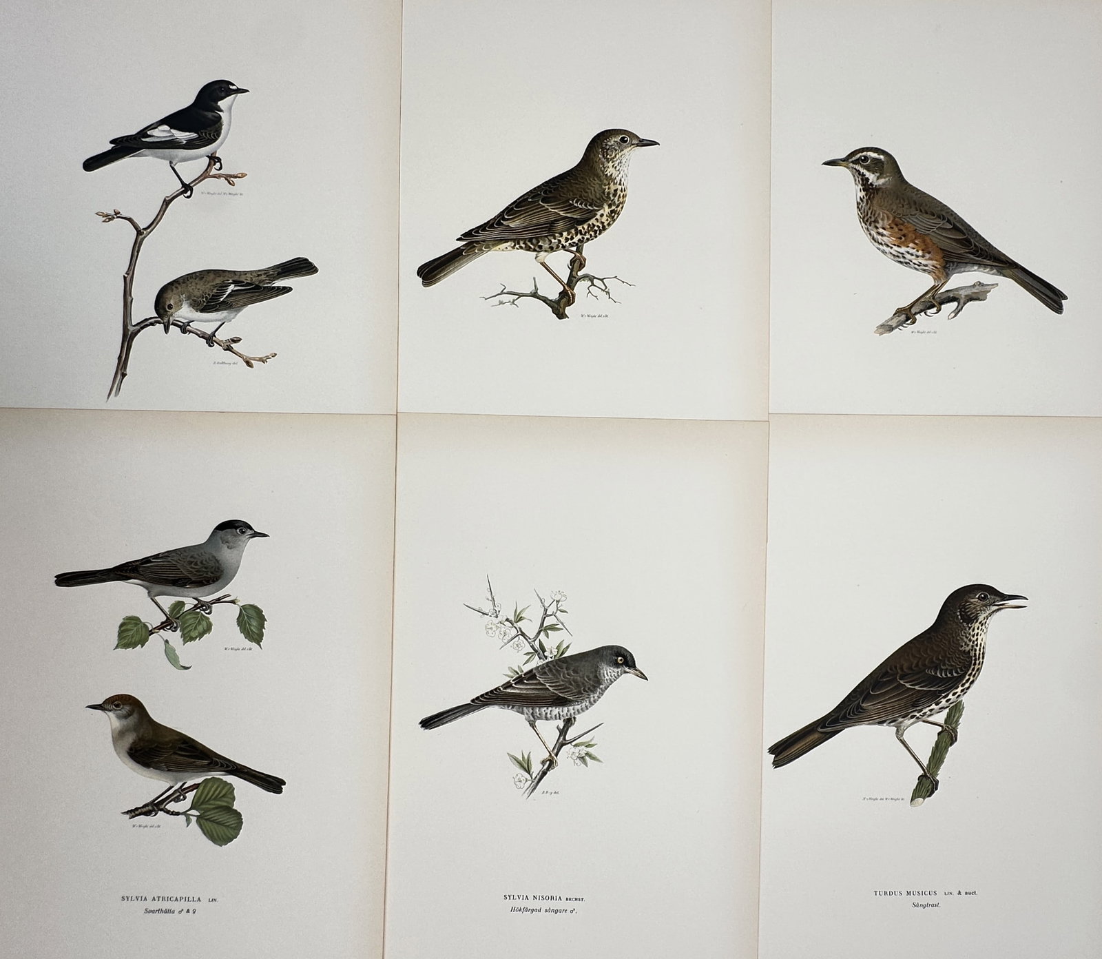 Magnus von Wright – Set of 6: Studies of Thrushes and Warblers – Chromolithograph (1920) (1 of 2)