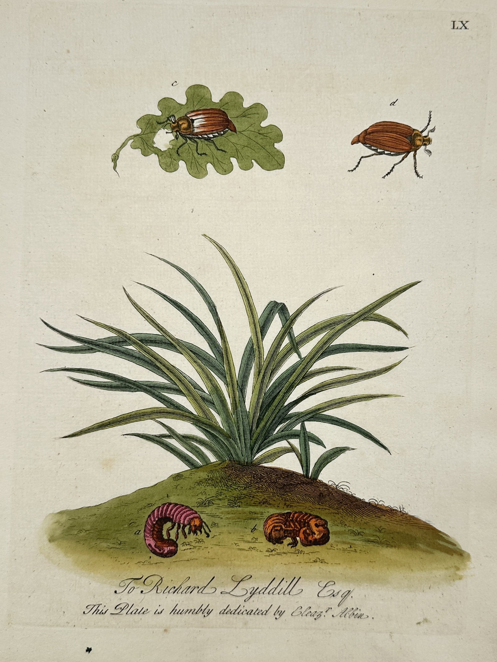Eleazar Albin – Metamorphosis of the Cockchafer Beetle – Hand-coloured Etching (1720) (1 of 2)