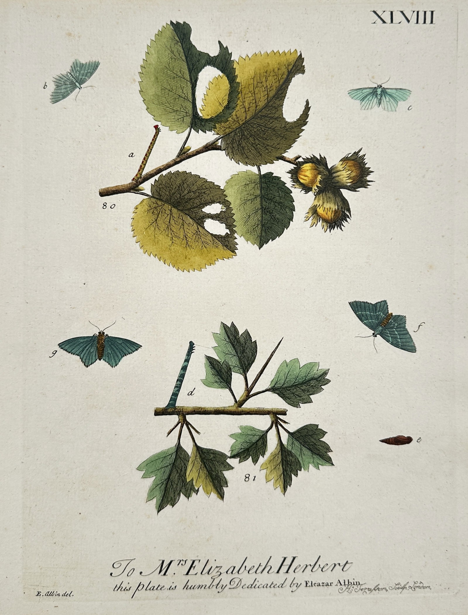Eleazar Albin – Entomological Study of Moths and Caterpillars on Host Plants (1 of 2)