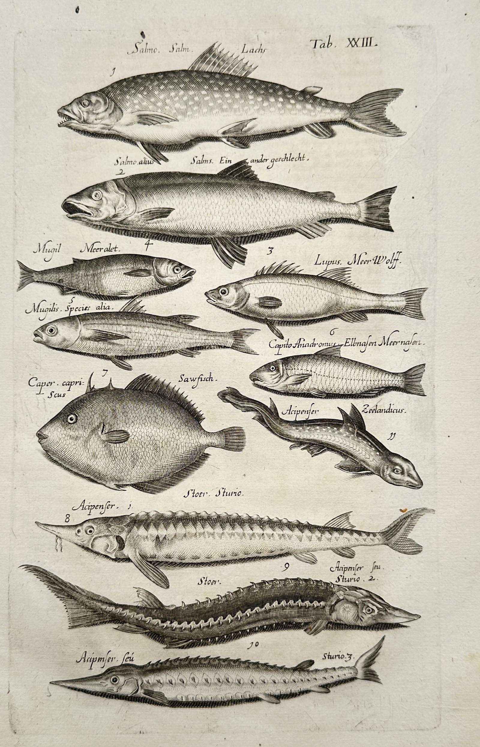 Joannes Jonstonus (1603–1675) – Ichthyological Studies of Salmon, Sturgeon, and Various Fishes (1 of 2)