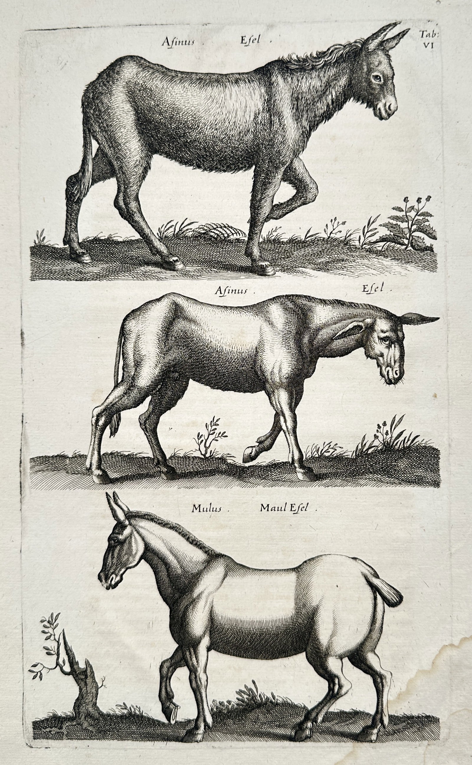 Joannes Jonstonus (1603–1675) – Zoological Studies of Donkeys and a Mule – Engraving (1650) (1 of 2)