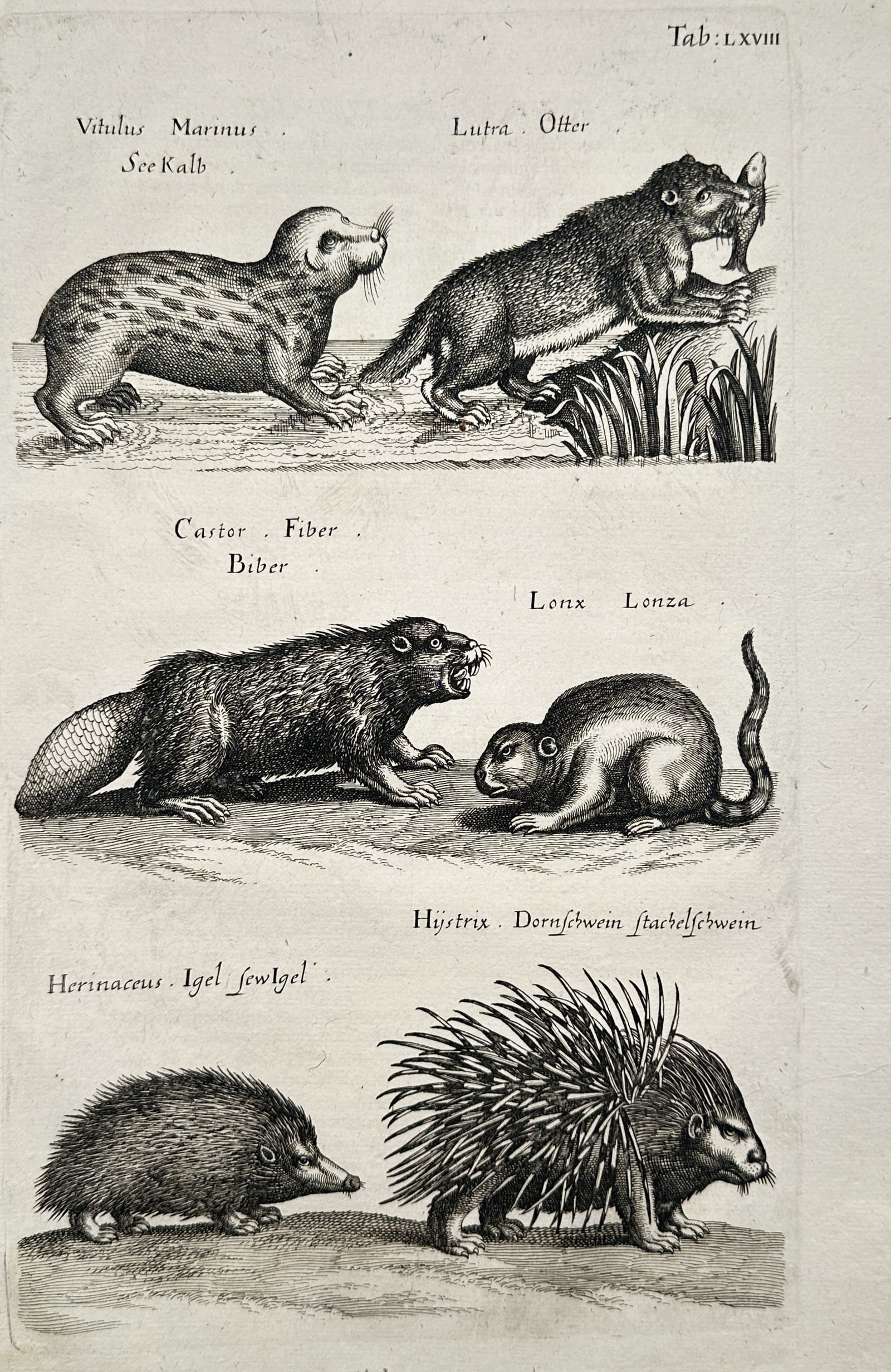 Joannes Jonstonus (1603–1675) – Zoological Studies of a Seal, Otter, Beaver, and Other Mammals (1 of 2)