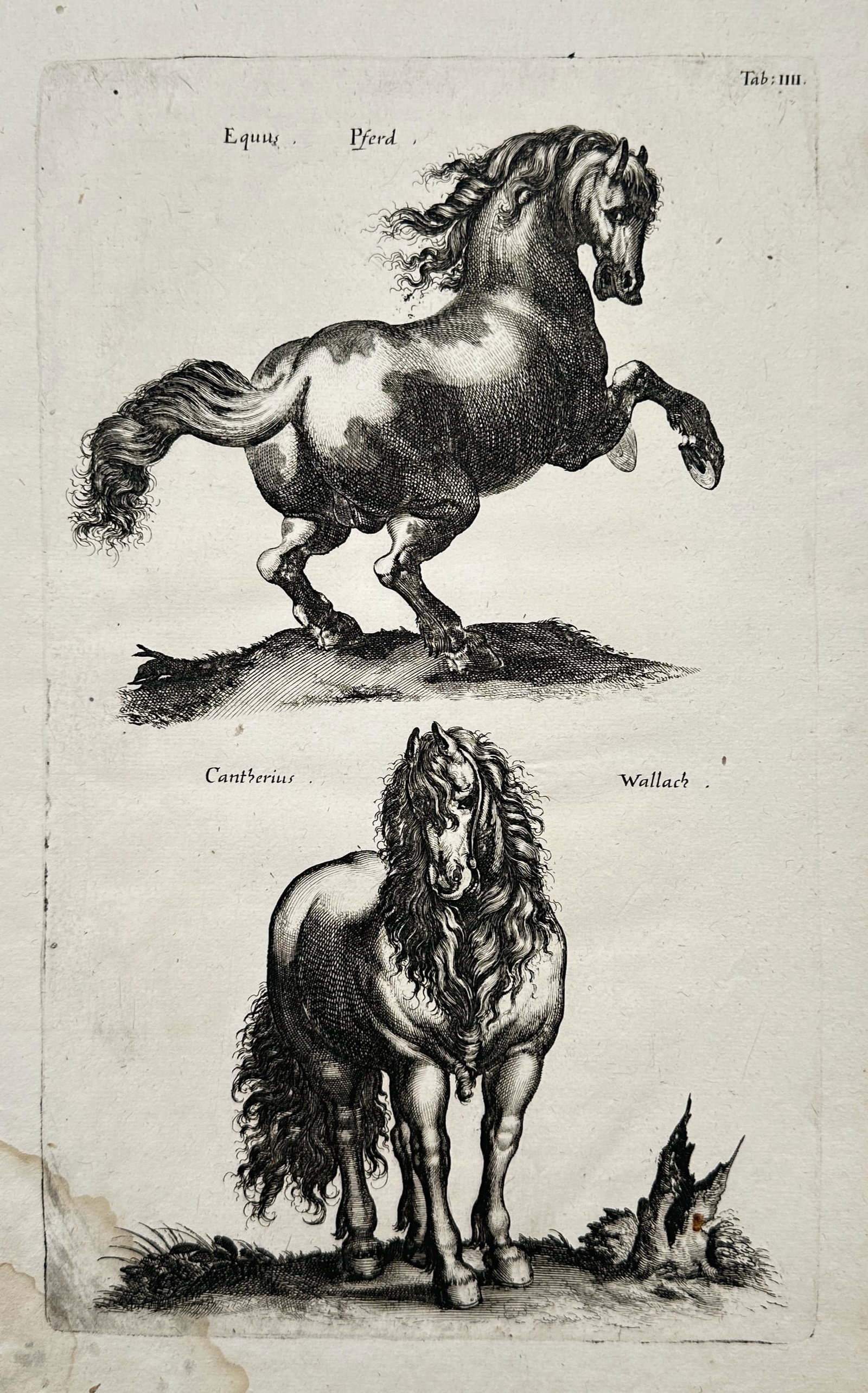 Joannes Jonstonus (1603–1675) – Zoological Studies of Horses – Engraving (1650) (1 of 2)
