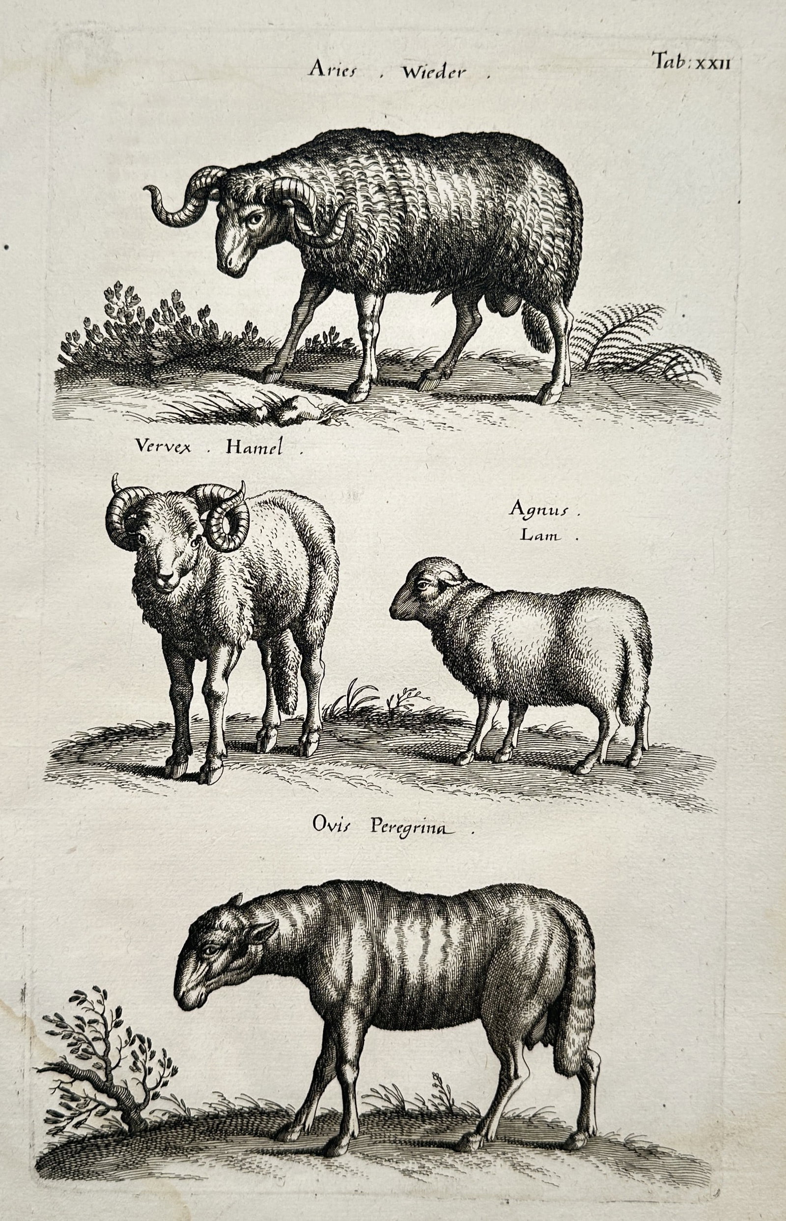 Joannes Jonstonus (1603–1675) – Zoological Studies of Rams, Sheep, and a Lamb – Engraving: Aries presents a detailed scientific and zoological study documenting different types of sheep from around the world. The composition displays multiple meticulously detailed figures including a heavy 