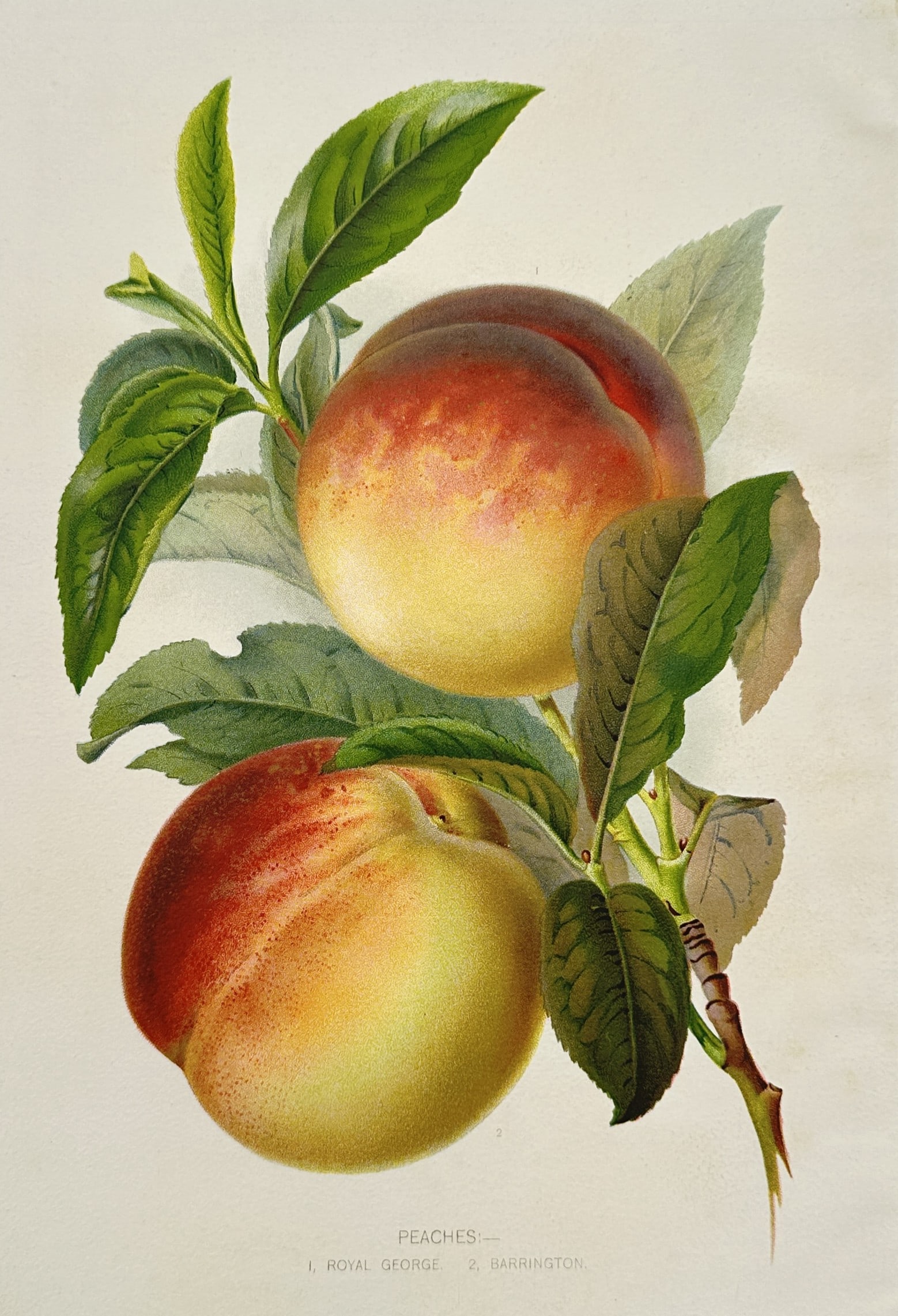 Robert Thompson (1798–1869) – Botanical Study of Peaches – Chromolithograph (ca. 1902–1905): Peaches presents a detailed botanical and pomological study documenting specific cultivars of stone fruit. The composition shows two ripe peaches hanging from a single woody branch, surrounded by lush