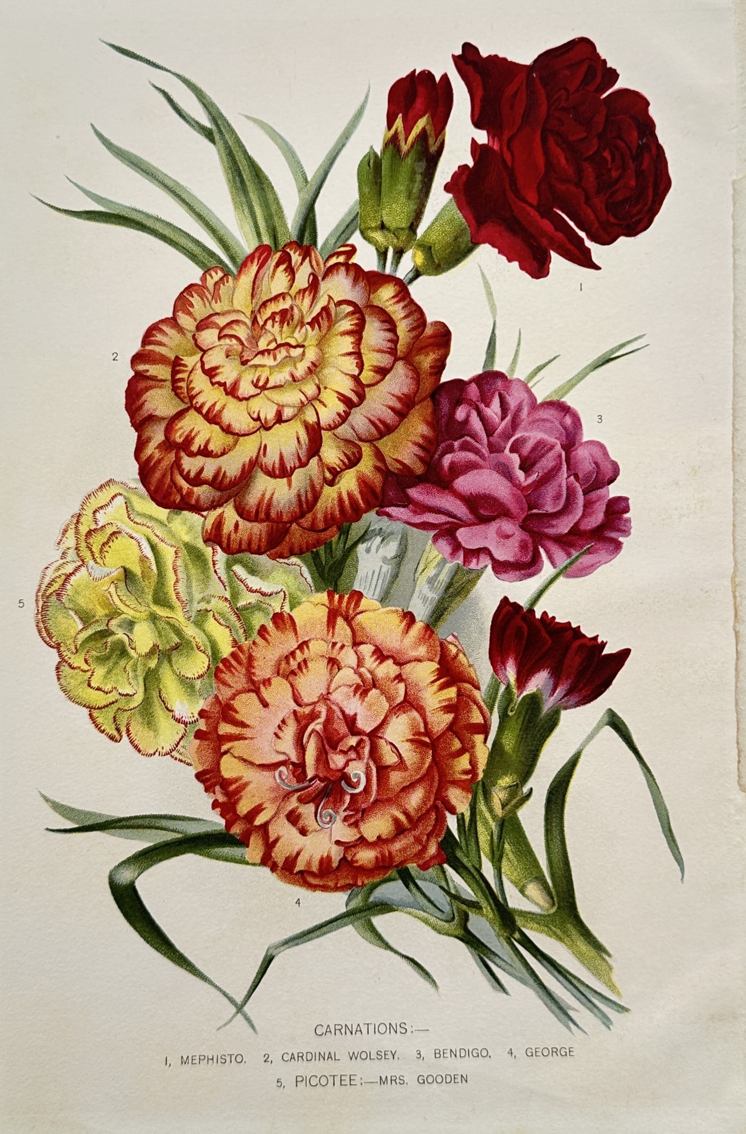 Robert Thompson (1798–1869) – Botanical Study of Peaches – Chromolithograph (ca. 1902–1905): Peaches presents a detailed botanical and pomological study documenting specific cultivars of stone fruit. The composition shows two ripe peaches hanging from a single woody branch, surrounded by lush