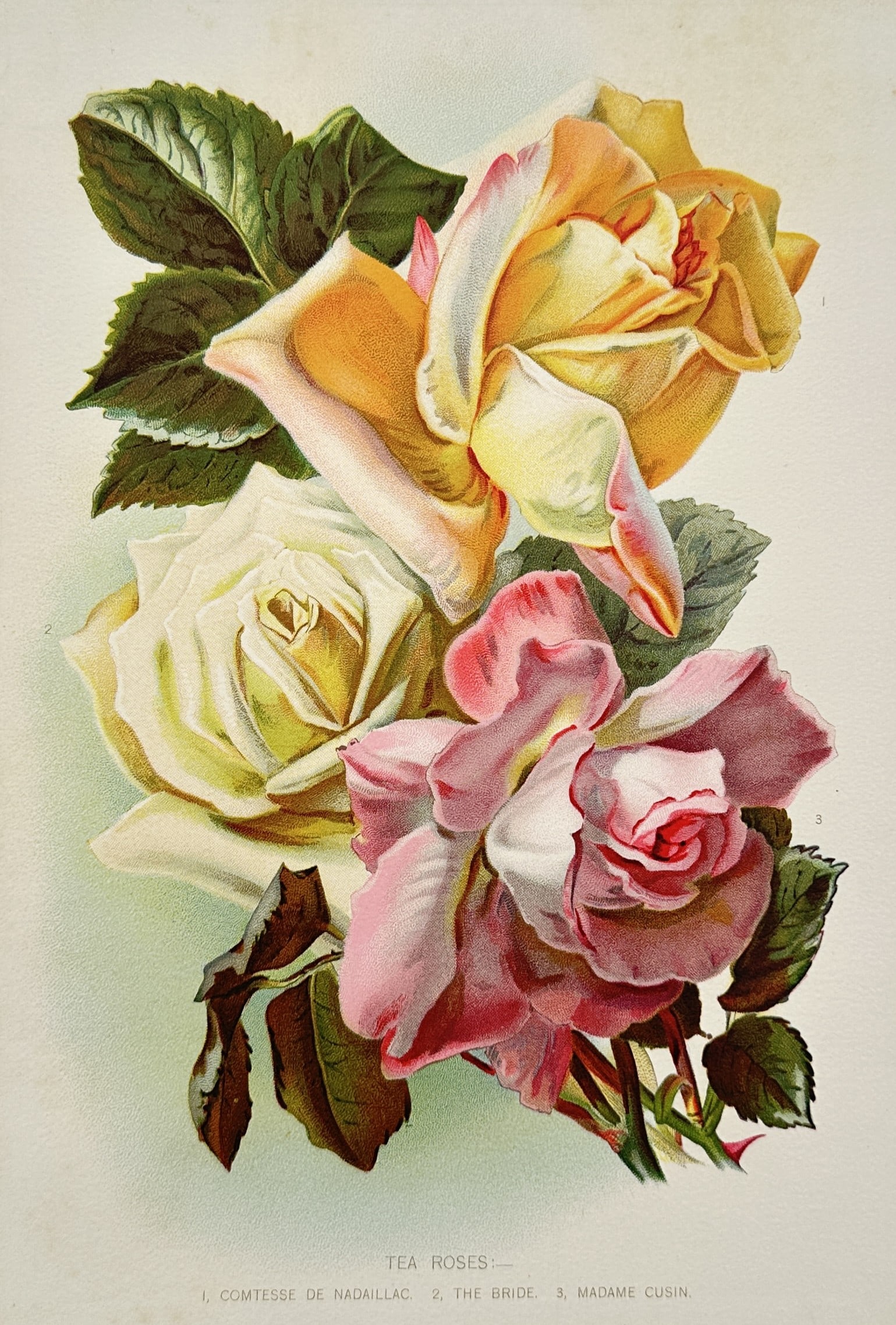 Robert Thompson (1798–1869) – Botanical Study of Tea Roses – Chromolithograph (ca. (1 of 2)