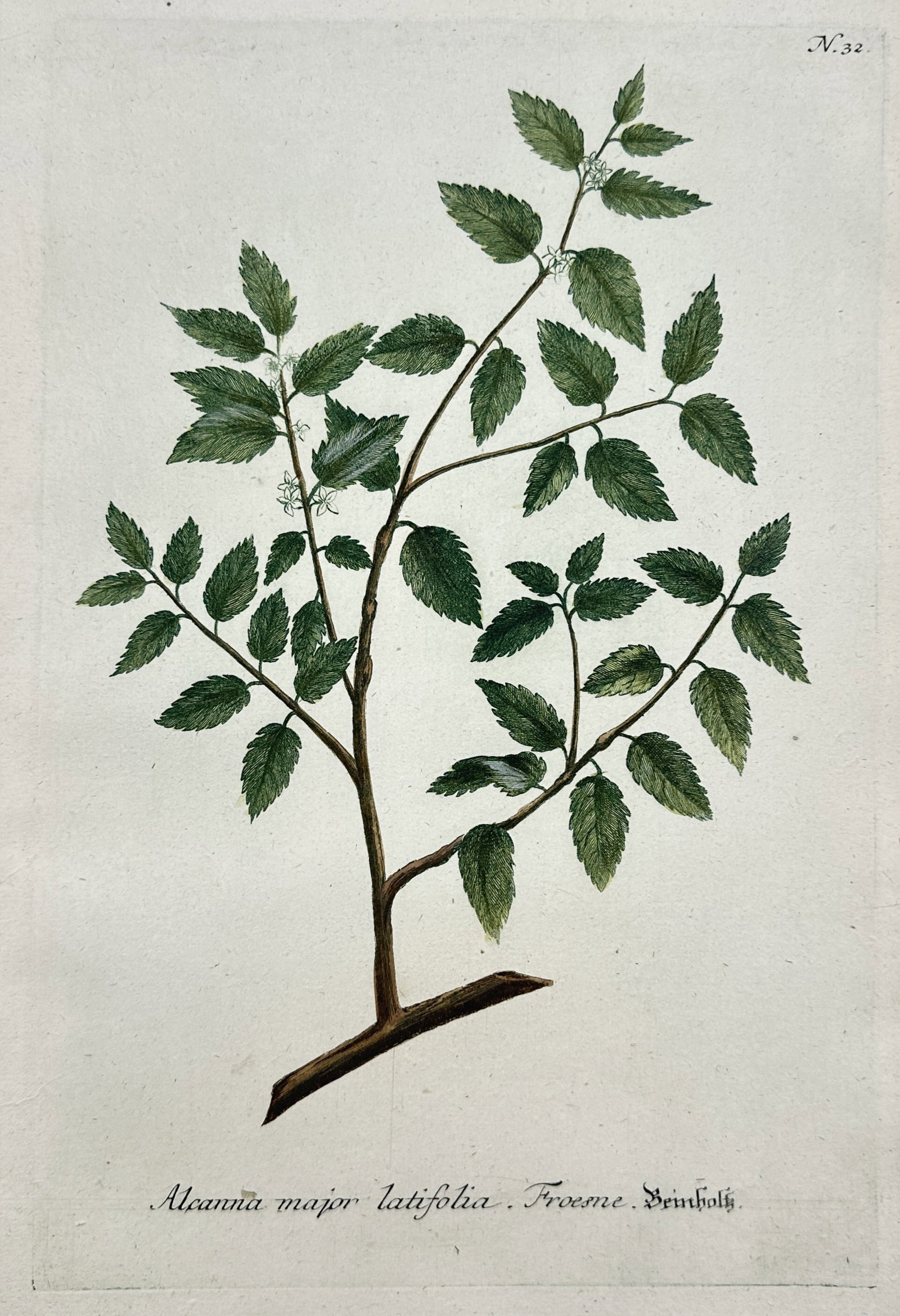 Johann Wilhelm Weinmann – Botanical Study of Alcanna Major Latifolia (1 of 2)