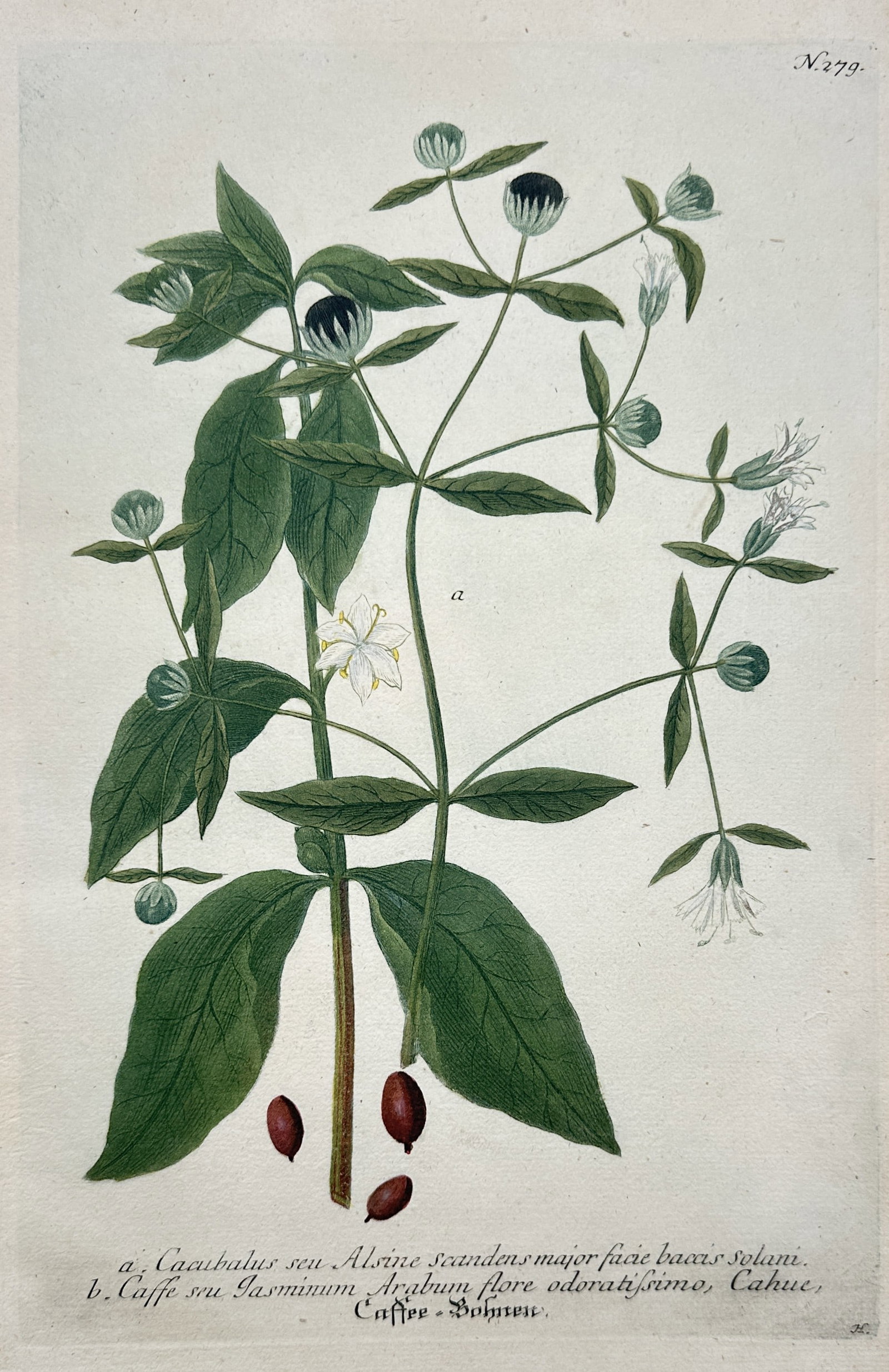 Johann Wilhelm Weinmann – Botanical Study of Cucubalus and Coffee Plant (1 of 2)