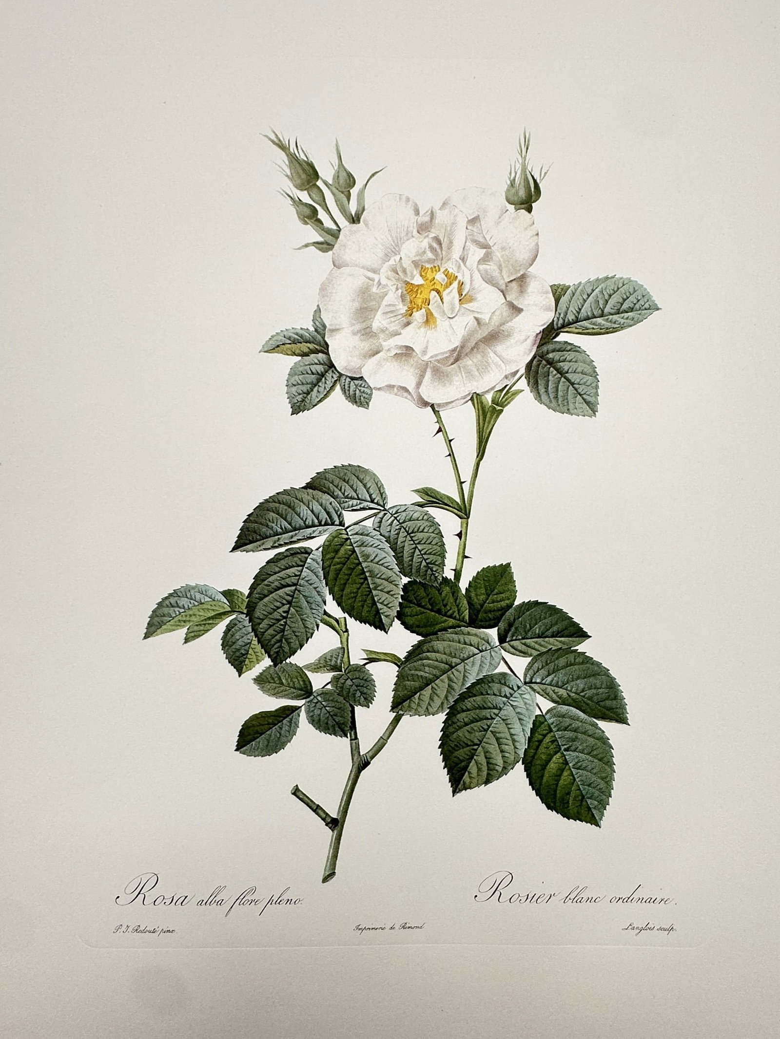 Pierre-Joseph Redouté, after – Botanical Study of Rosa Alba Flore Pleno (Rosier Blanc Ordinaire) (1 of 2)
