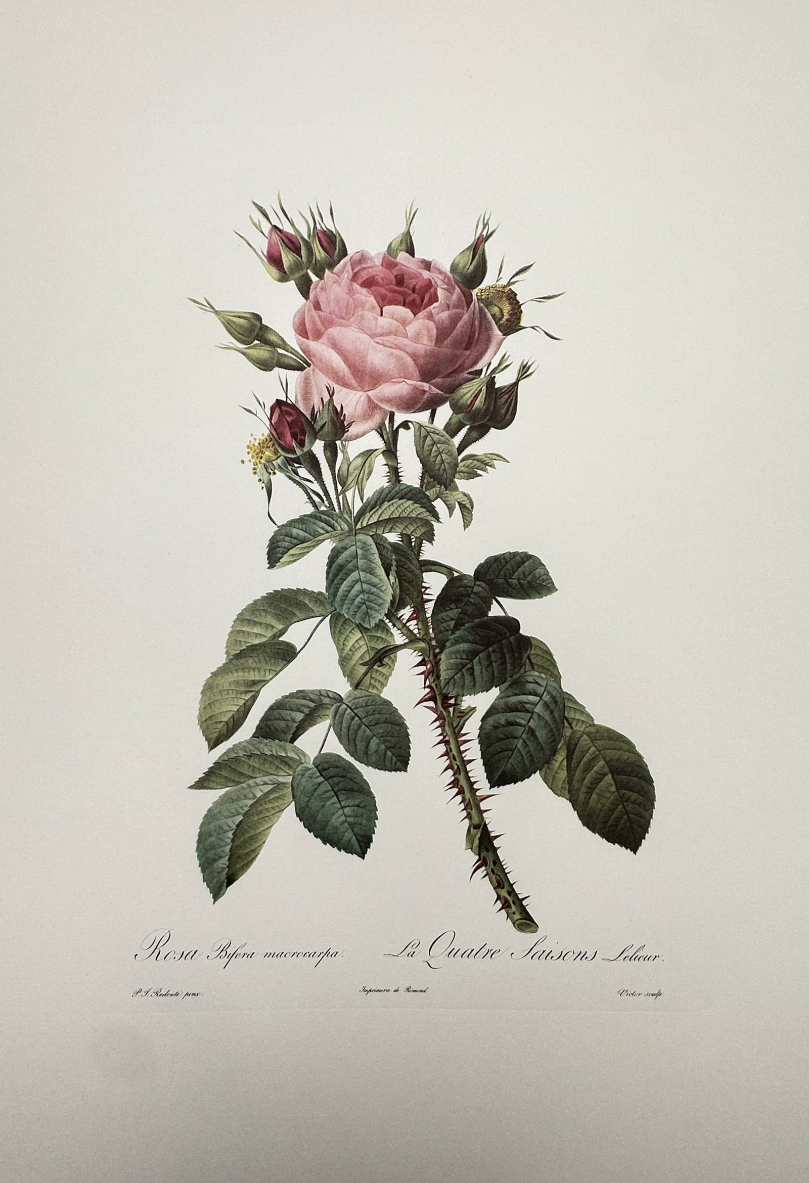 Pierre-Joseph Redouté, after – Botanical Study of Rosa Bifera Macrocarpa (La Quatre Saisons (1 of 2)
