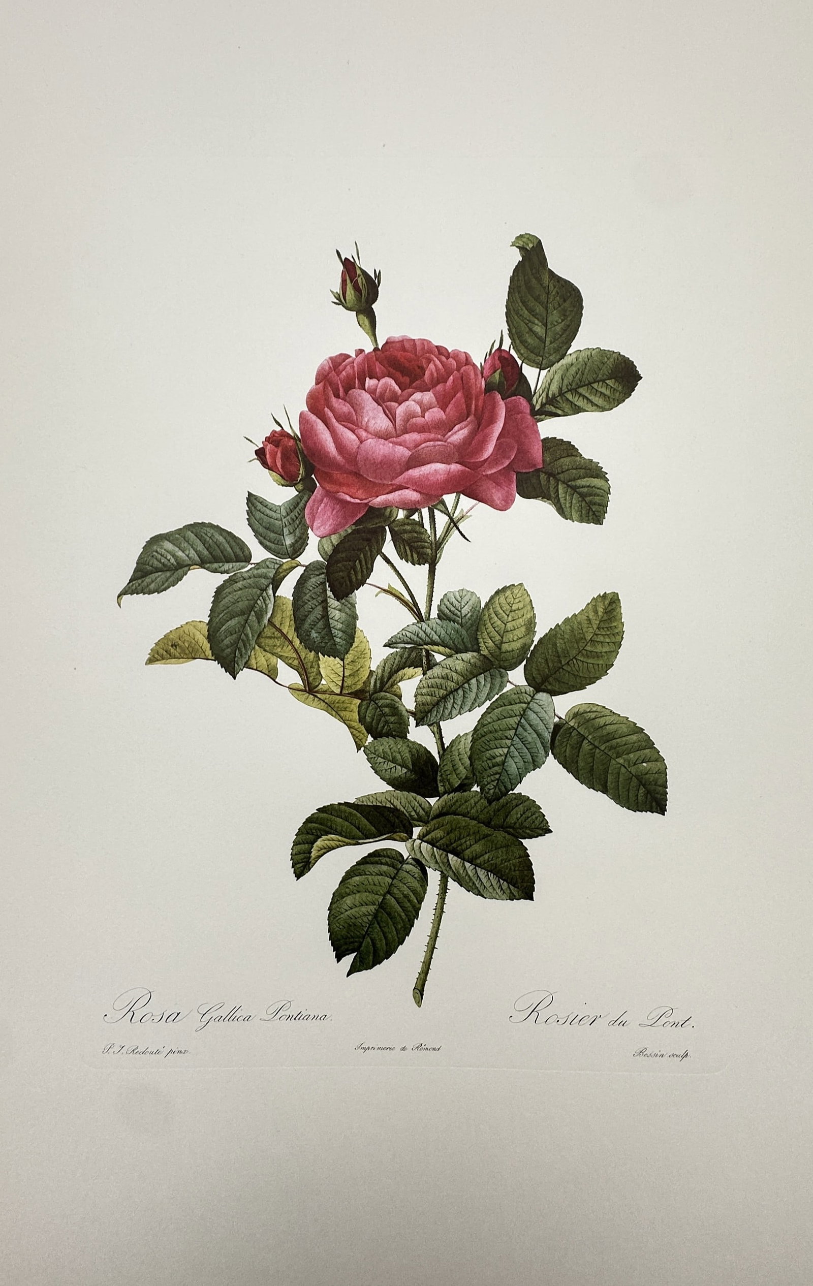 Pierre-Joseph Redouté, after – Botanical Study of Rosa Gallica Pontiana – Offset print (20th (1 of 2)