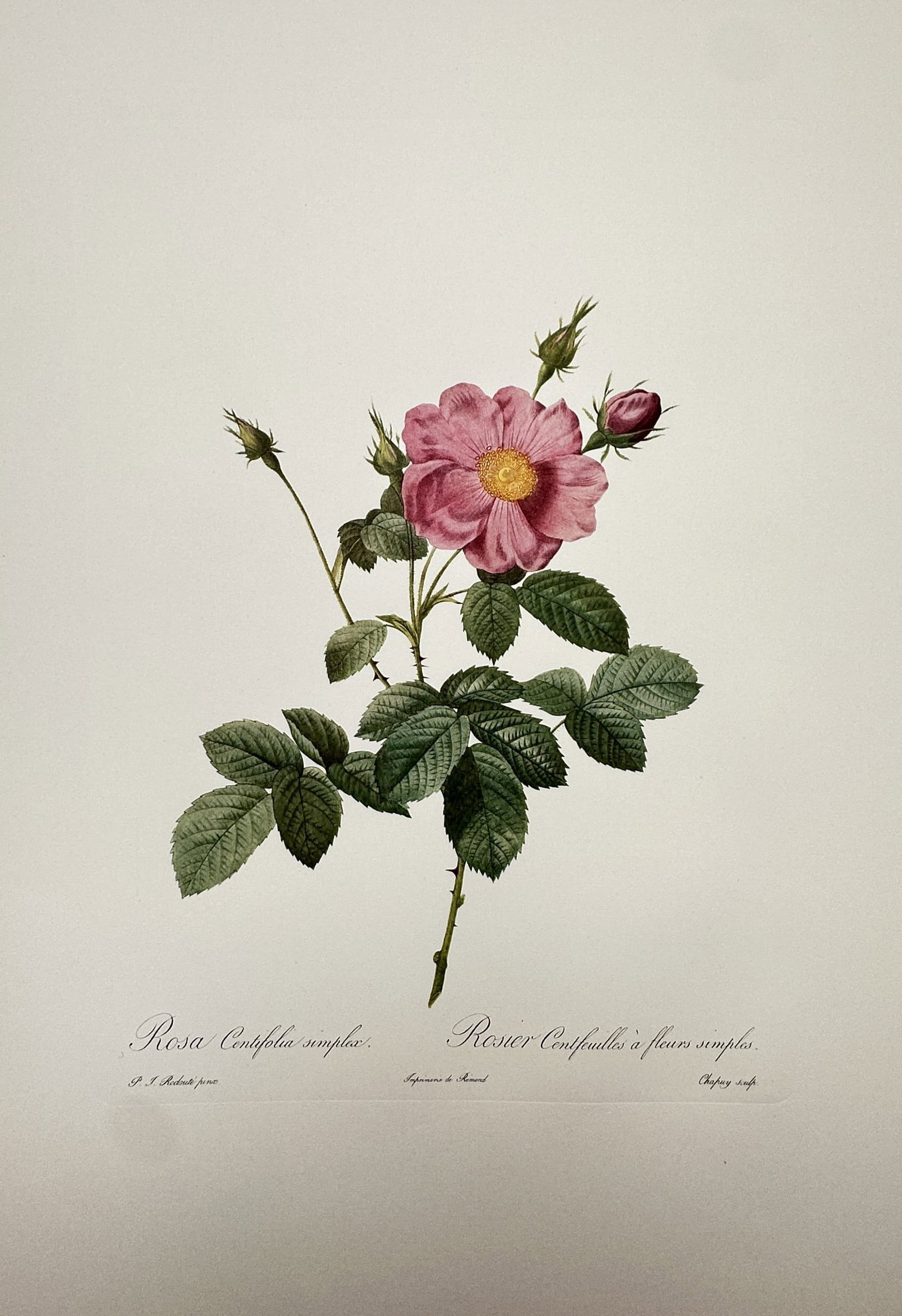Pierre-Joseph Redouté, after – Botanical Study of Rosa Centifolia Simplex – Offset print (1 of 2)