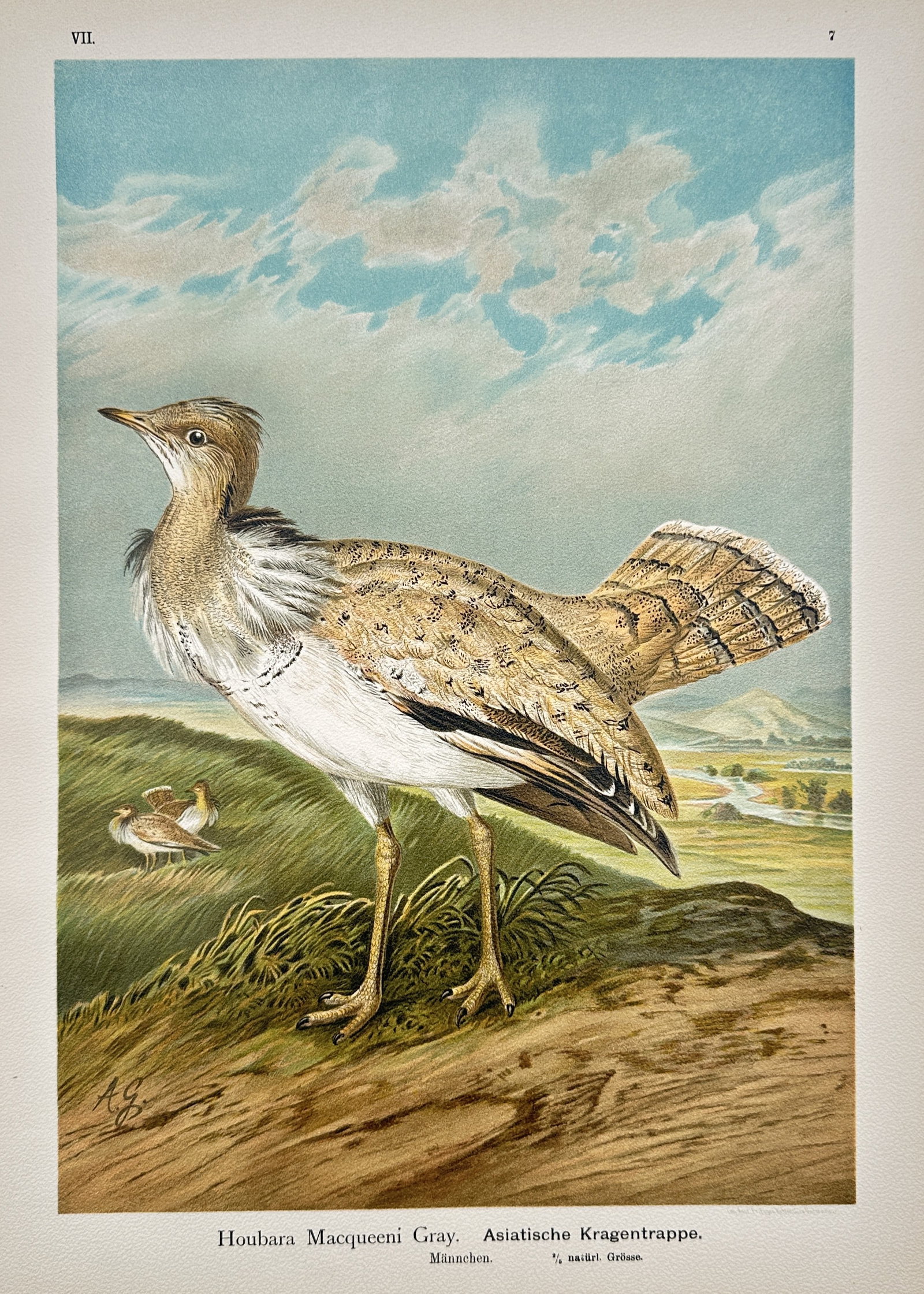 Johann Friedrich Naumann (1780–1857) – View of the Macqueen’s Bustard – Chromolithograph (1 of 2)