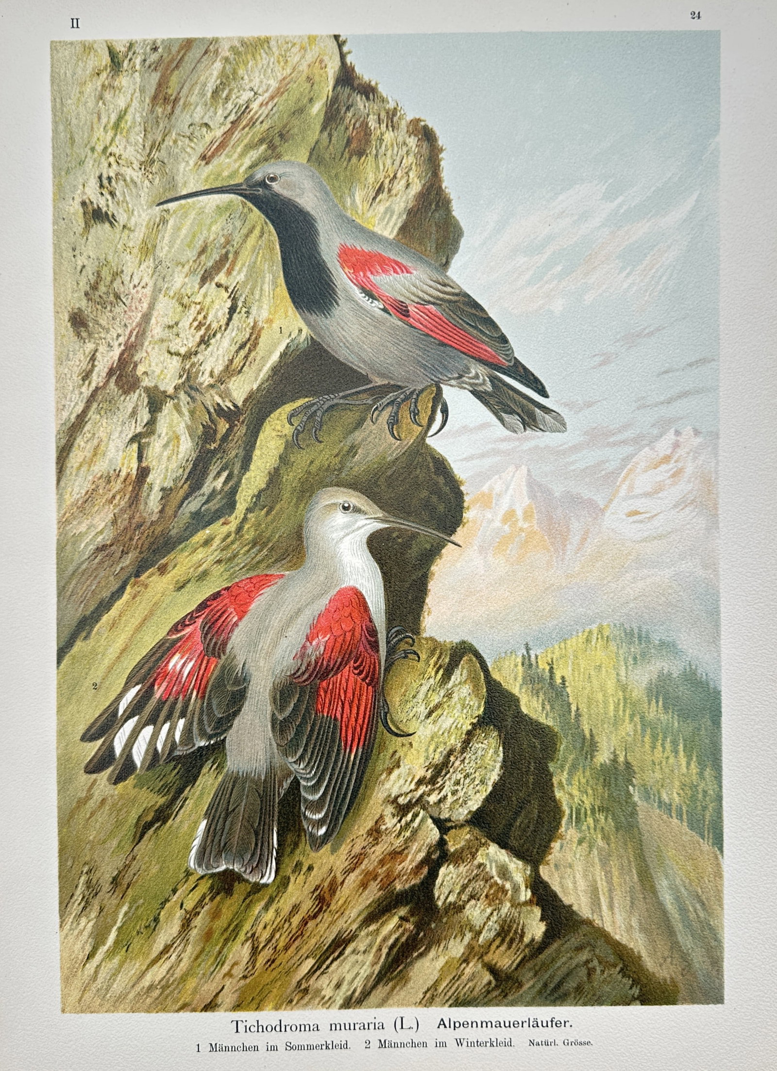 Johann Friedrich Naumann (1780–1857) – View of the Wallcreeper – Lithograph (ca. 1900) (1 of 2)