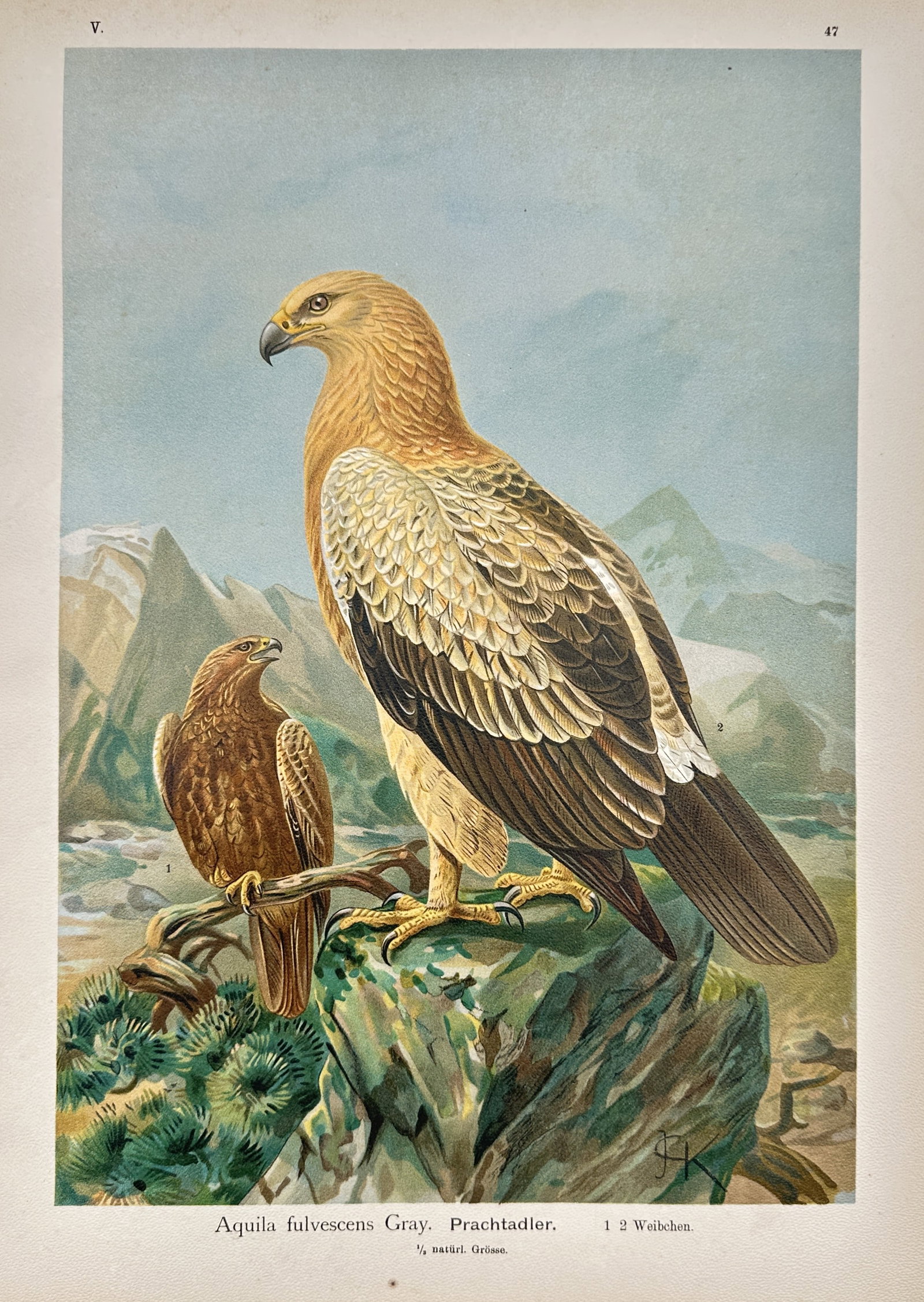 Johann Friedrich Naumann (1780–1857) – View of the Greater Spotted Eagle – Lithograph (ca.: Aquila fulvescens Gray presents a general ornithological study documenting a specific eagle variety in its mountainous environment. The composition shows a large eagle with golden-brown and cream plum