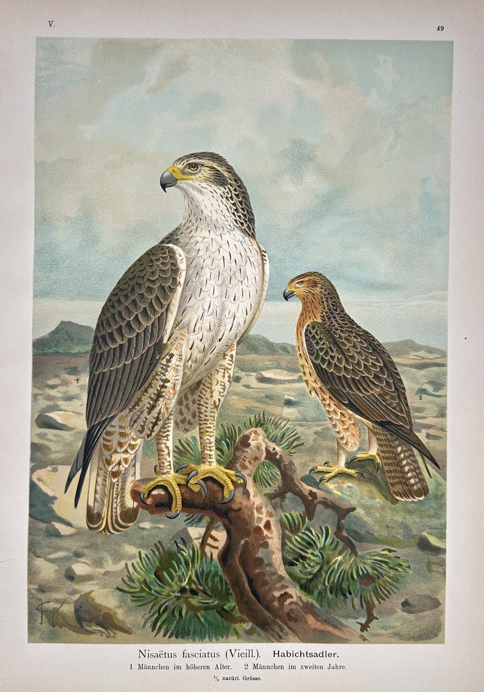 Johann Friedrich Naumann (1780–1857) – View of the Bonelli’s Eagle – Lithograph (ca. 1900): Nisaetus fasciatus presents a general ornithological study documenting a specific eagle variety in its rocky environment. The composition shows a large adult eagle with detailed dark brown wings and a