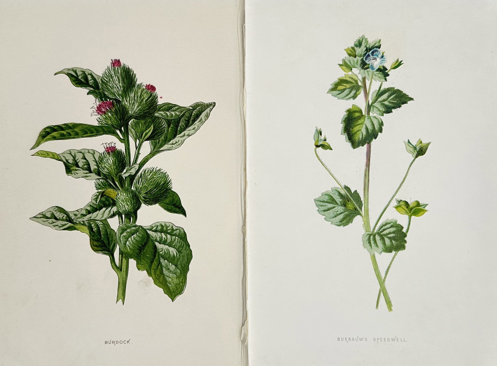 Frederick Edward Hulme – Set of 2: Views of Burdock and Buxbaum's Speedwell – Lithograph: Familiar Wild Flowers presents a concise, general description of a botanical study documenting common British wayside plants. The composition consists of two separate plates showing a leafy burdock st