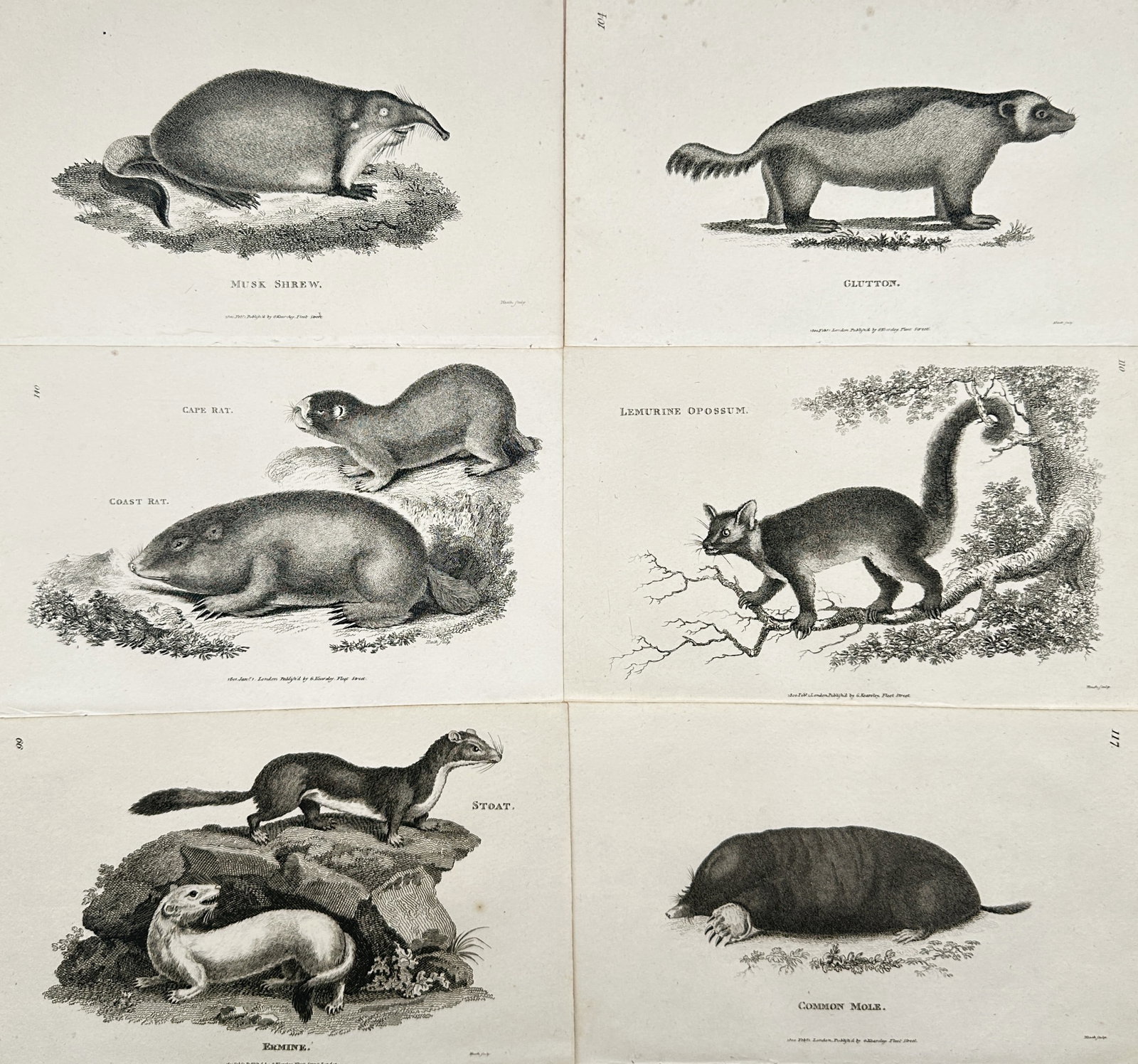 George Shaw – Set of 6: Views of Quadrupeds and Small Mammals – Engraving (ca. 1800) (1 of 2)