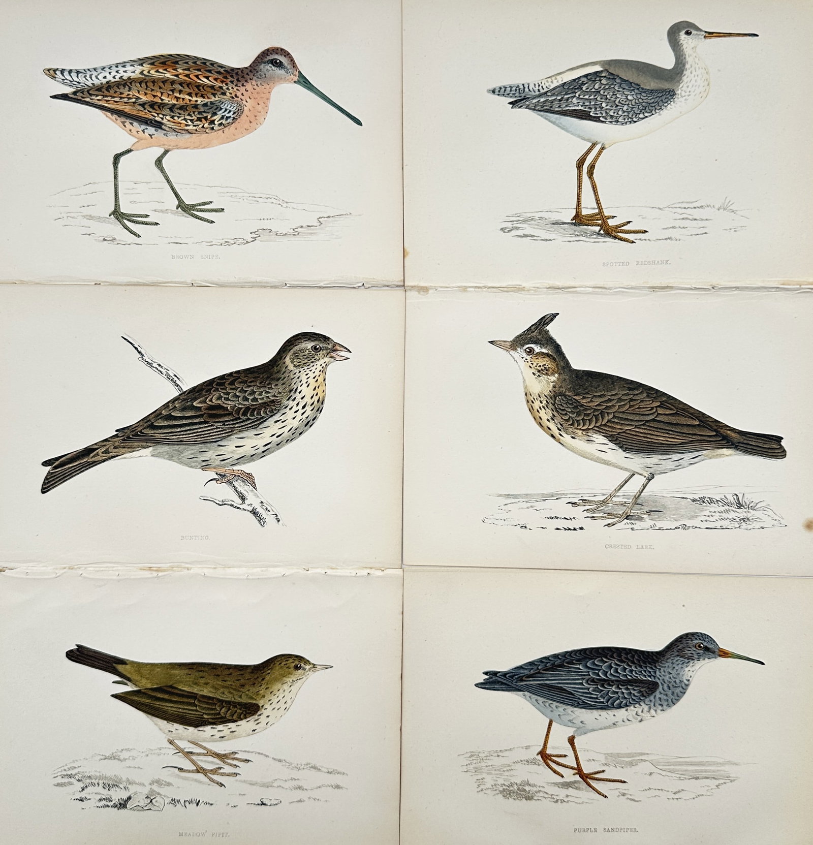 Francis Orpen Morris (1810–1893) – Set of 6: Views of British Birds, Waders – Wood engraving: A History of British Birds presents a concise, general description of an ornithological study documenting native avian species. The composition features six separate plates displaying individual birds