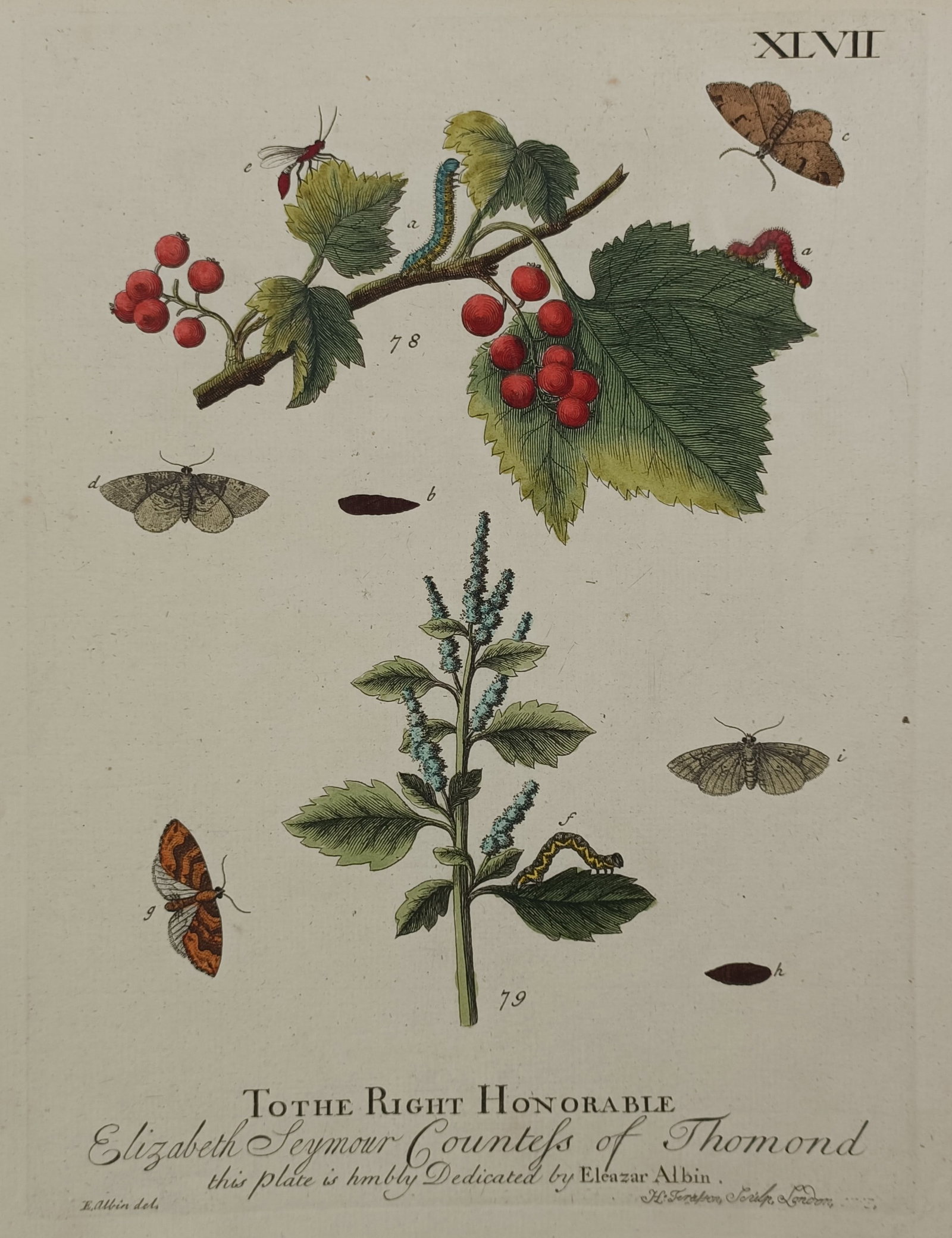 Eleazar Albin – Natural History Study of Moths, Caterpillars, and Berries – Hand-coloured (1 of 2)