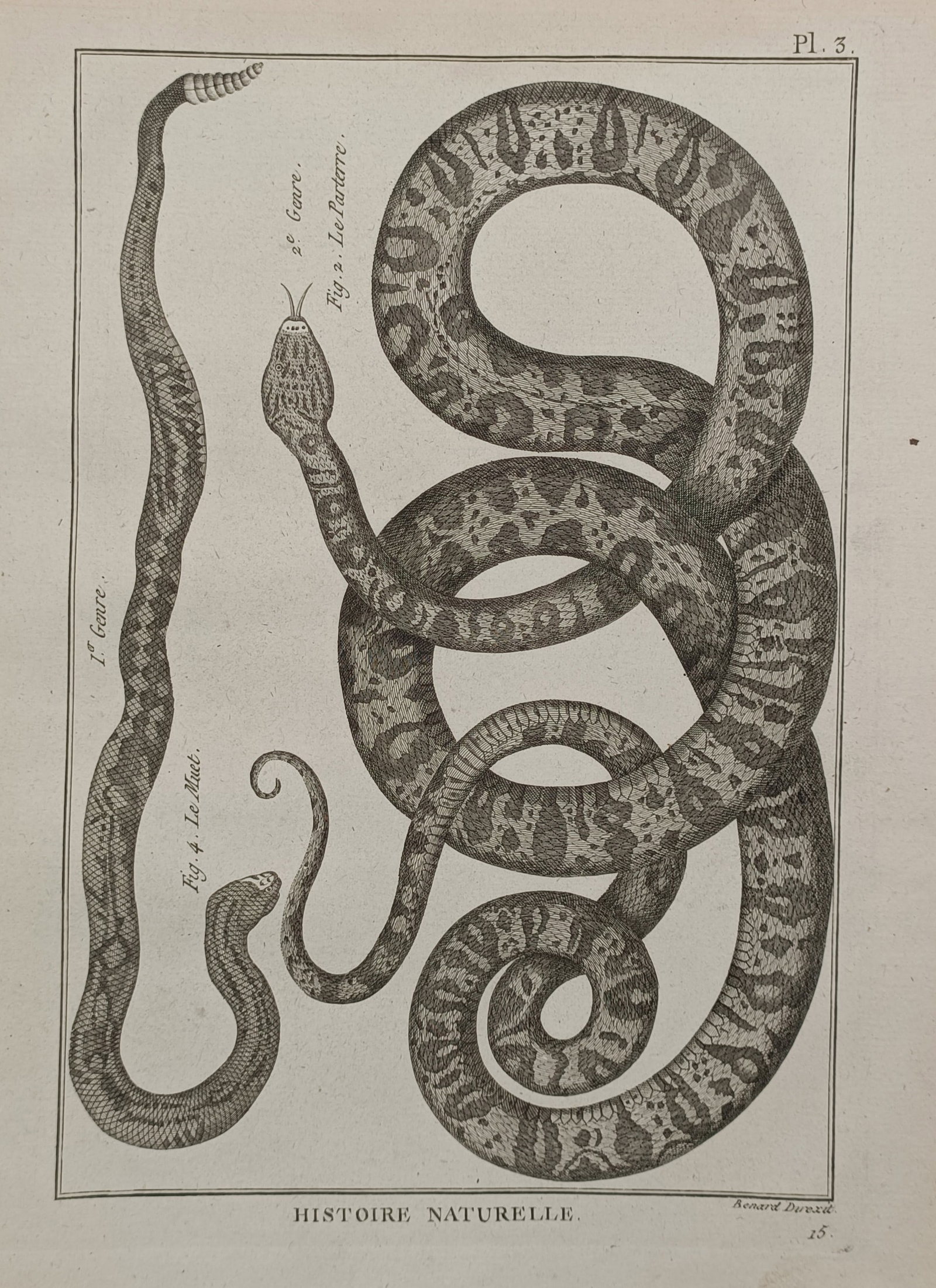 Robert Bénard (1734–1777) – Herpetological Study of Serpents and Rattlesnakes – Engraving (1 of 2)