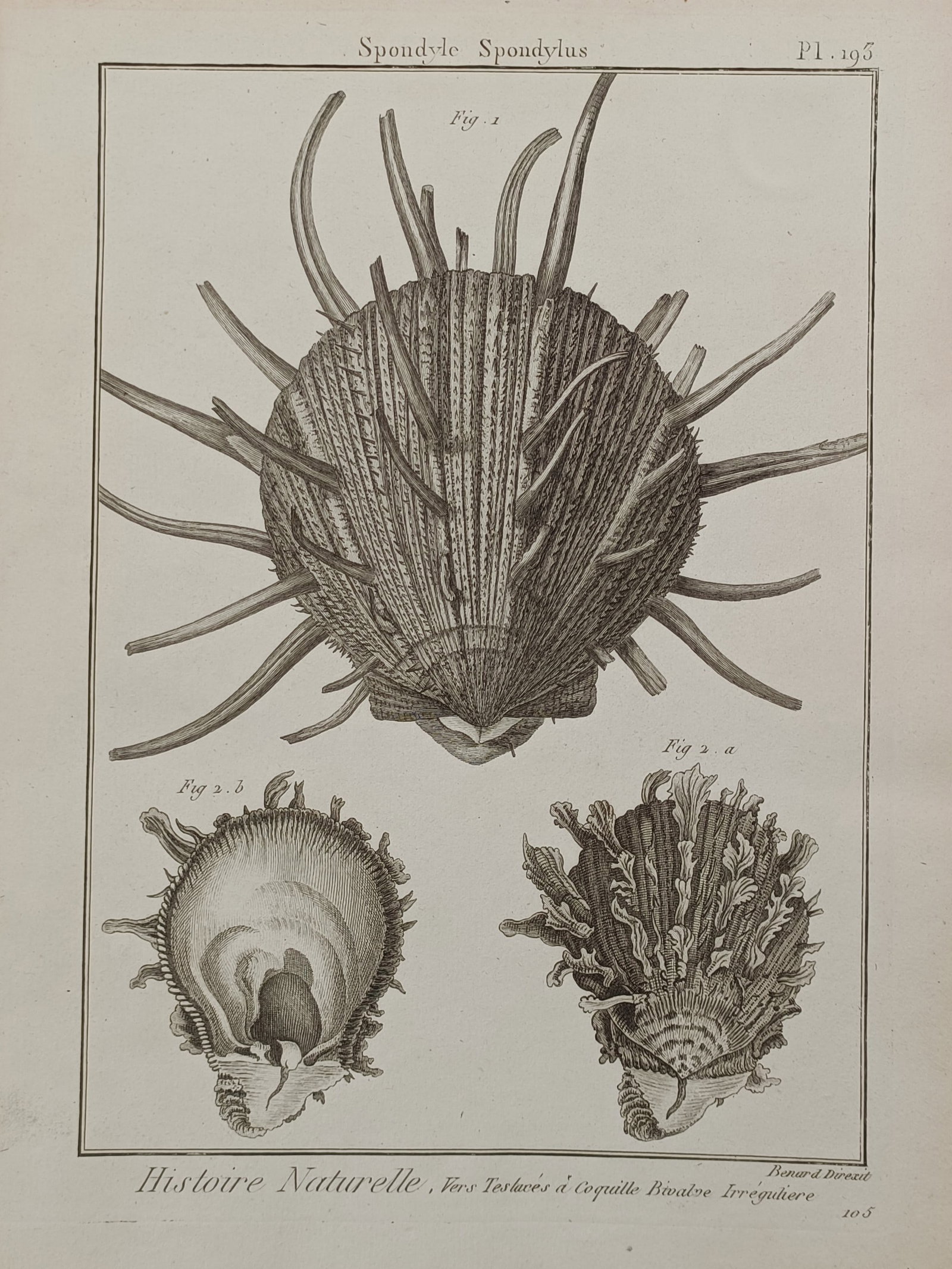 Robert Bénard (1734–1777) – Conchological Study of Thorny Oyster Shells – Engraving (1788) (1 of 2)