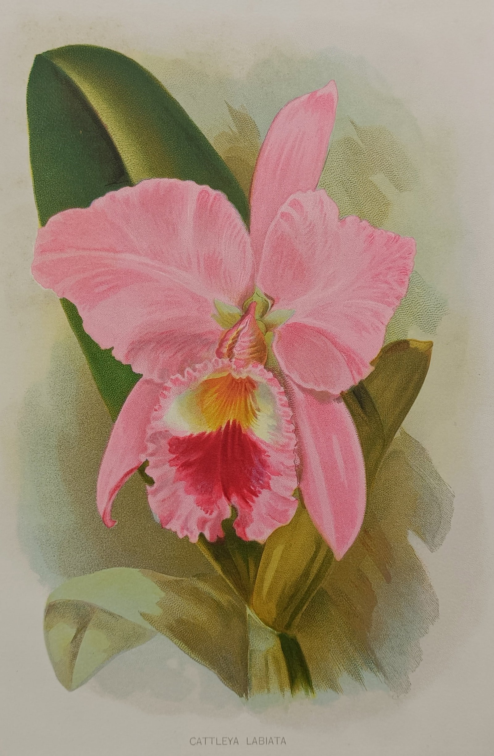 Robert Thompson (1840–1908) – Cattleya Labiata Orchid – Chromolithograph (ca. 1902–1905) (1 of 2)