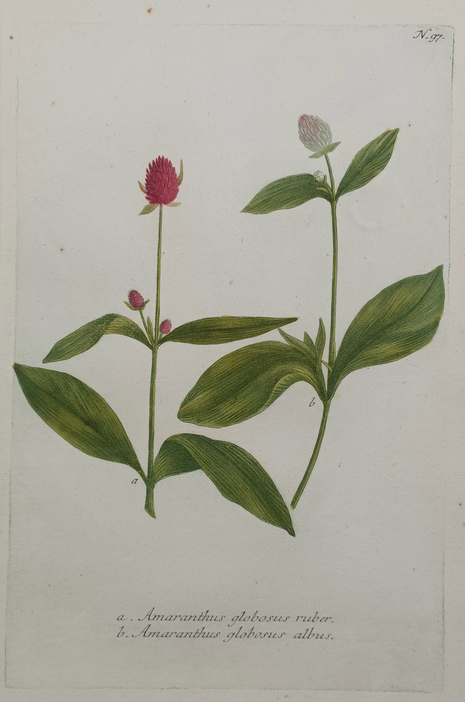 Johann Wilhelm Weinmann – Amaranthus Globosus Botanical Study – Hand-coloured engraving (1 of 2)