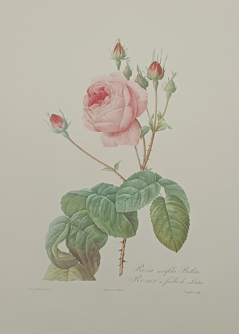 Pierre-Joseph Redouté, after – Study of a Pink Cabbage Rose – Offset print (20th Century) (1 of 2)