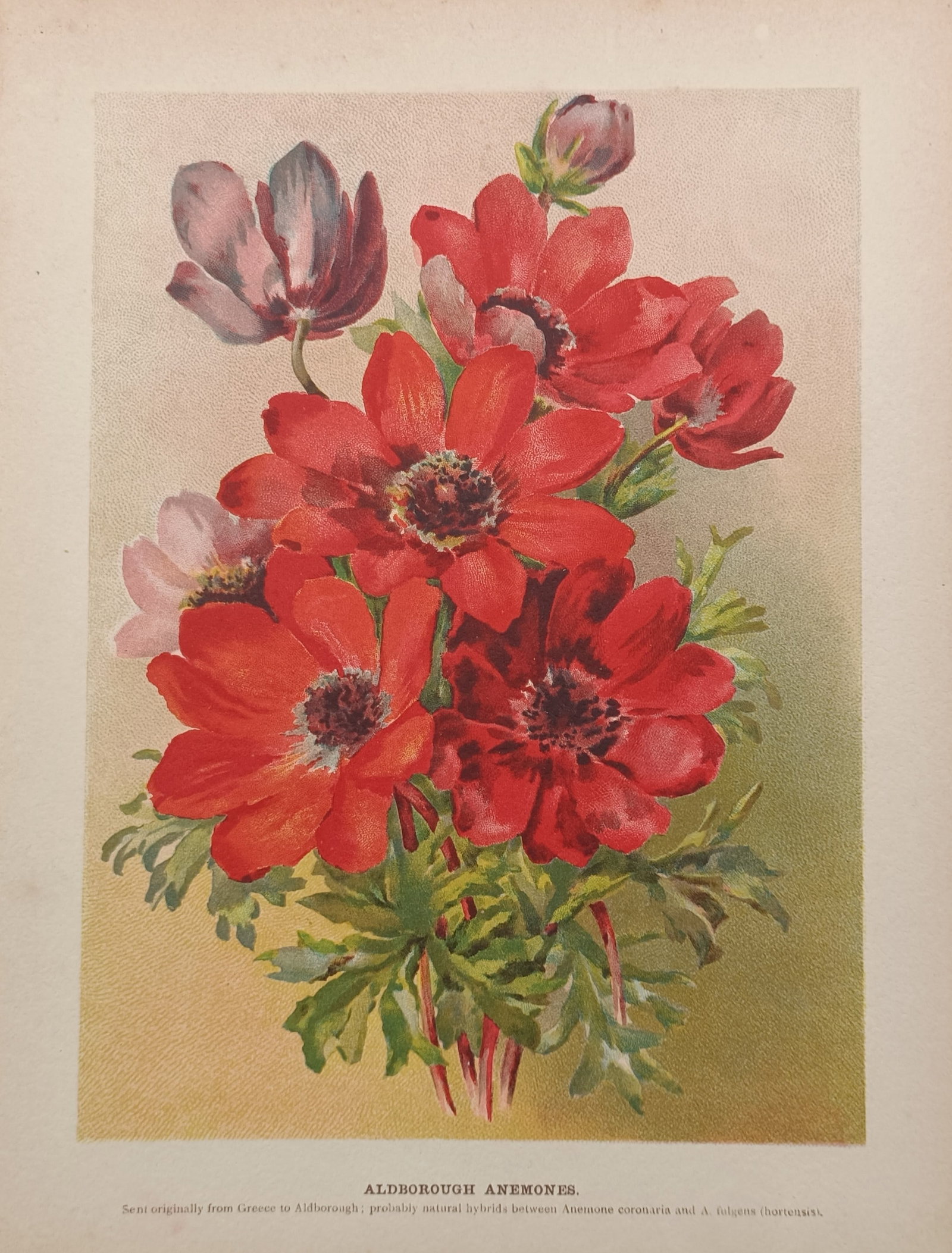 John Wright – Aldborough Anemones – Lithograph (ca. 1895) (1 of 2)